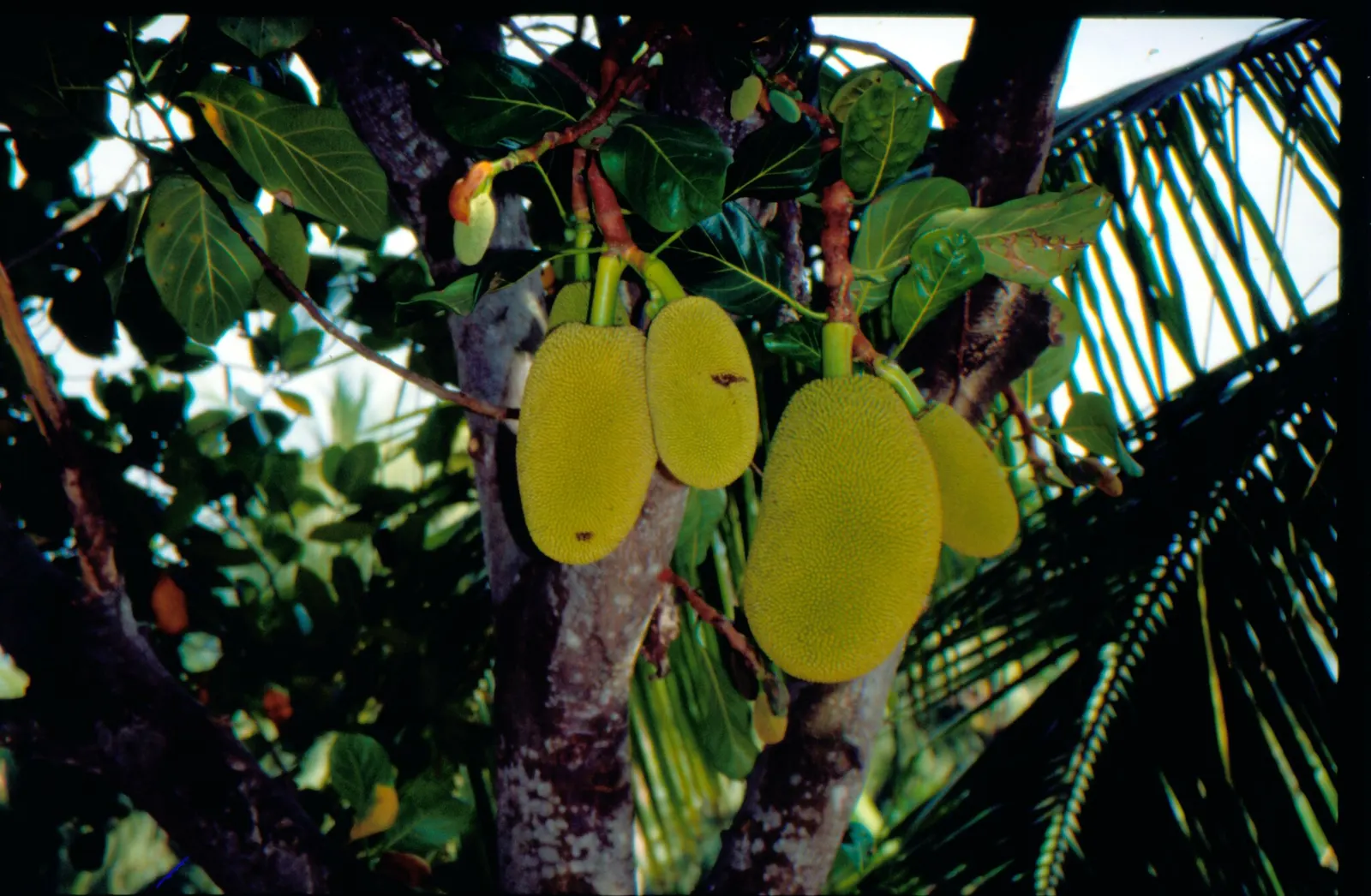 Jackfruit (Artocarpus Heterophyllus) — These provide a lush backdrop for its most notable feature - the fruit; green flowers in the garden, image 67