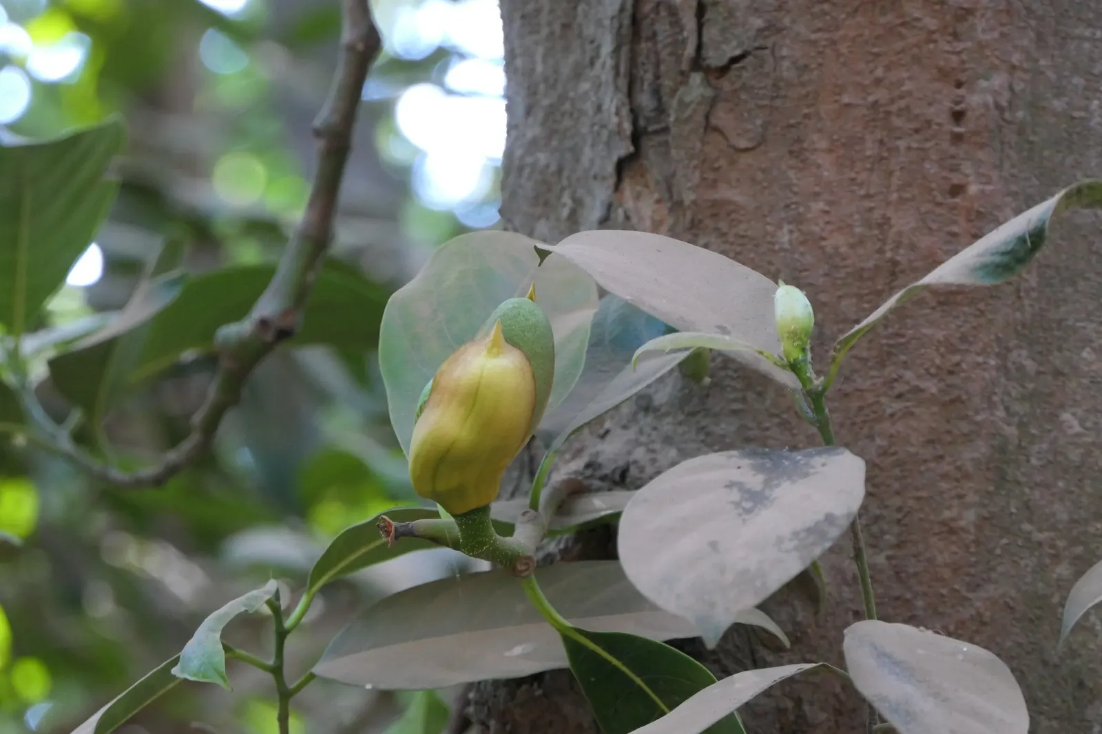 Jackfruit (Artocarpus Heterophyllus) — it is important to note its substantial growth potential