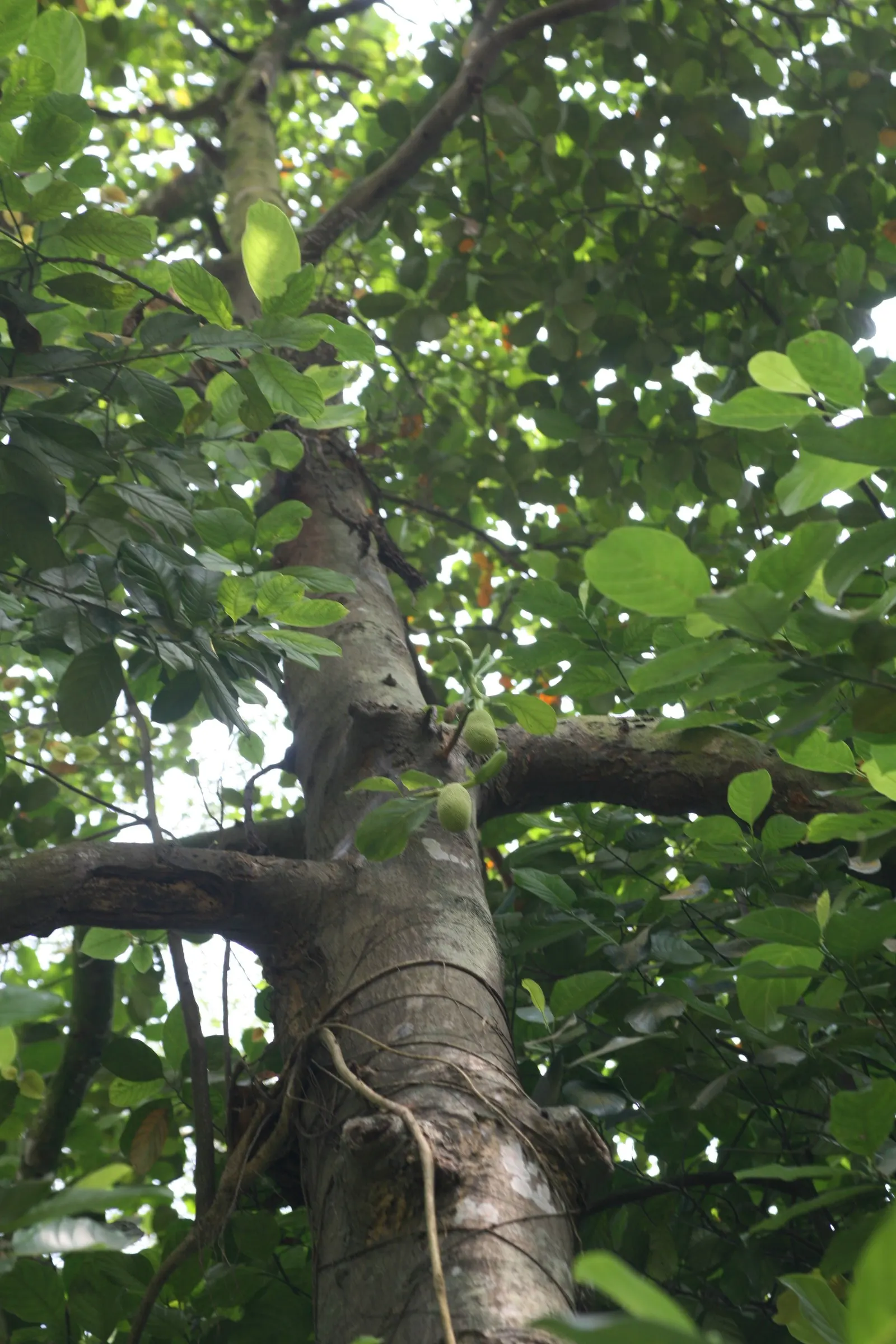 Jackfruit (Artocarpus Heterophyllus) — The massive jackfruit can weigh anywhere from 10 to 60 pounds and can grow up to 35 inches in length; prefers