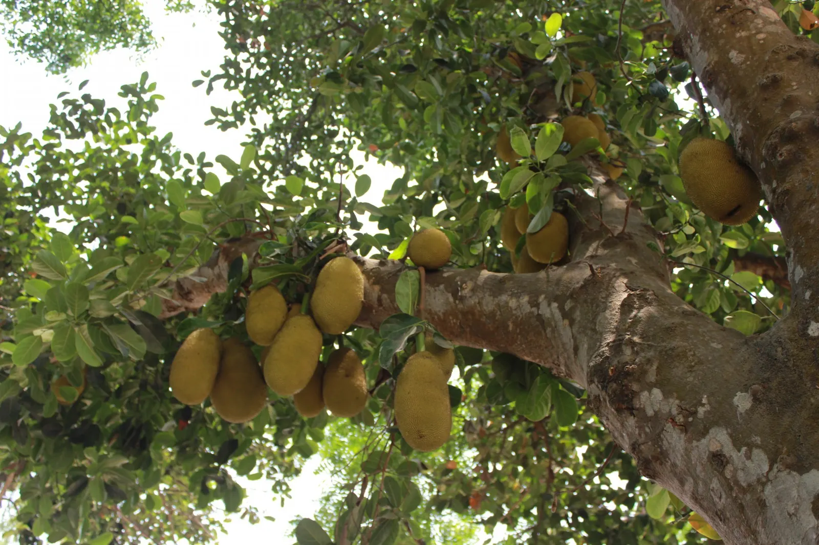 Jackfruit (Artocarpus Heterophyllus) — Introducing the Jackfruit tree to a garden adds both aesthetic appeal and functional value; so space, image 74