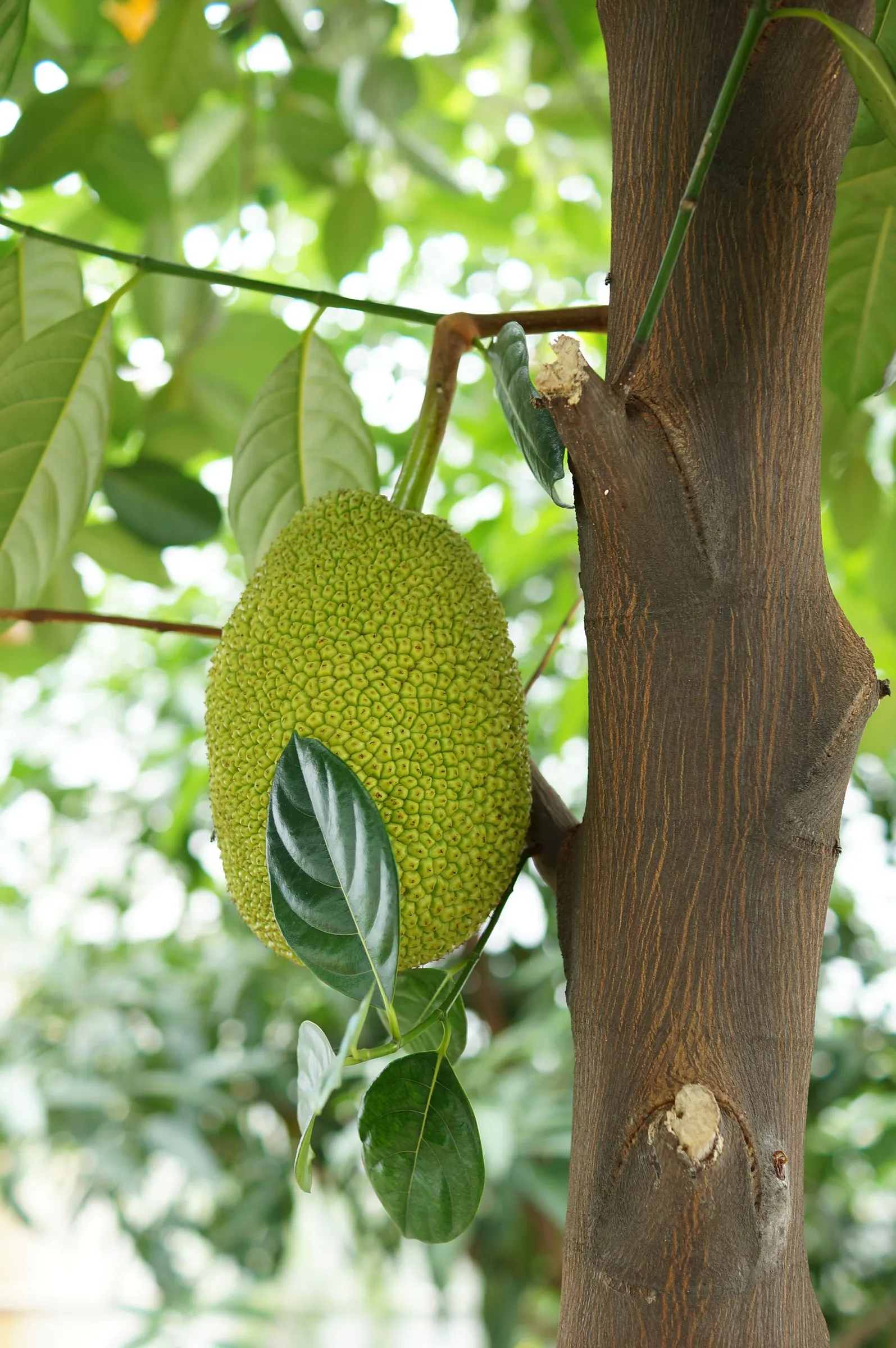 Jackfruit (Artocarpus Heterophyllus) — and a unique talking point for guests; is a tropical evergreen that can reach up to 80 feet tall