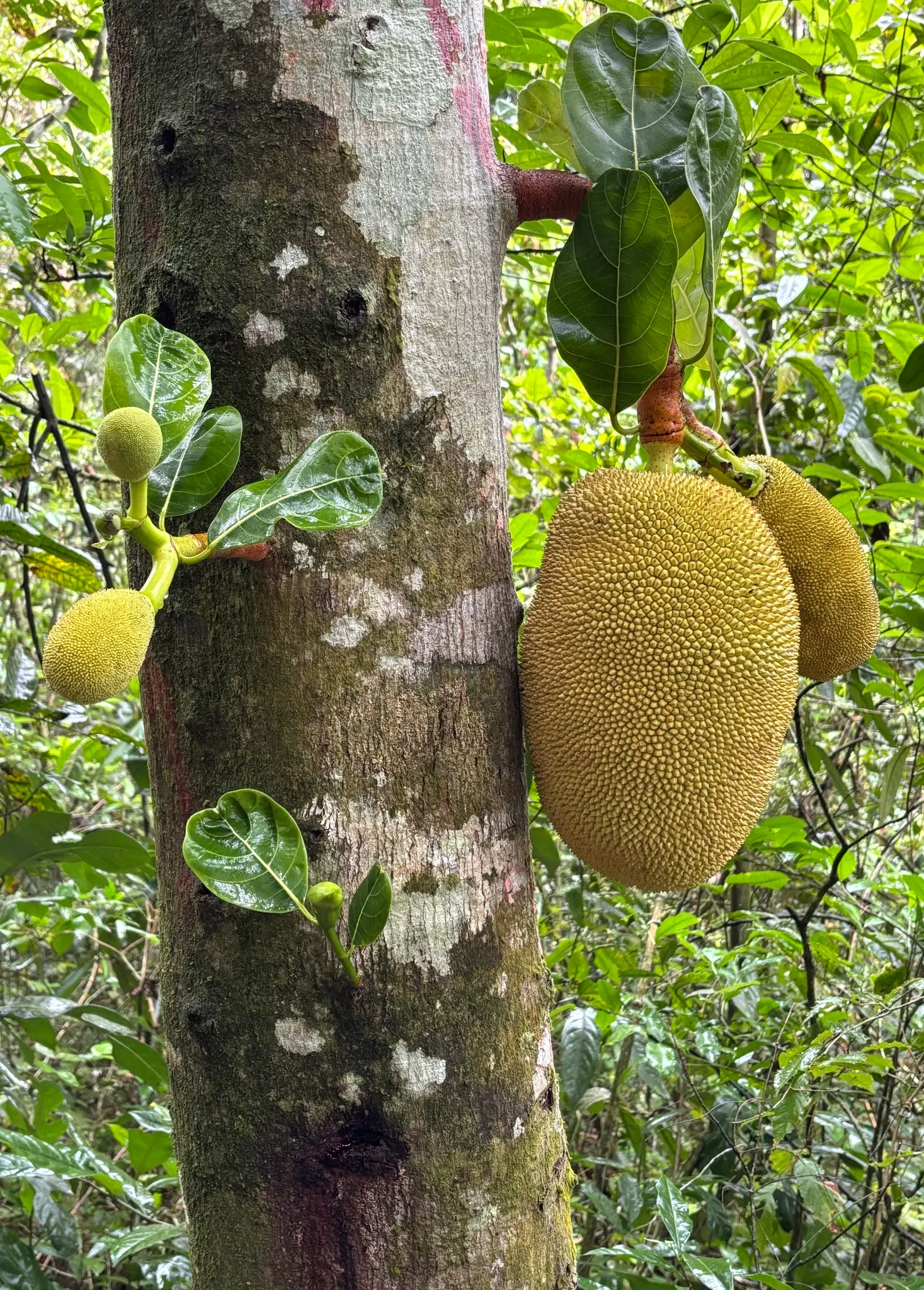 Jackfruit (Artocarpus Heterophyllus) — When considering the incorporation of this magnificent species into a landscape design; these provide a lush, image 88