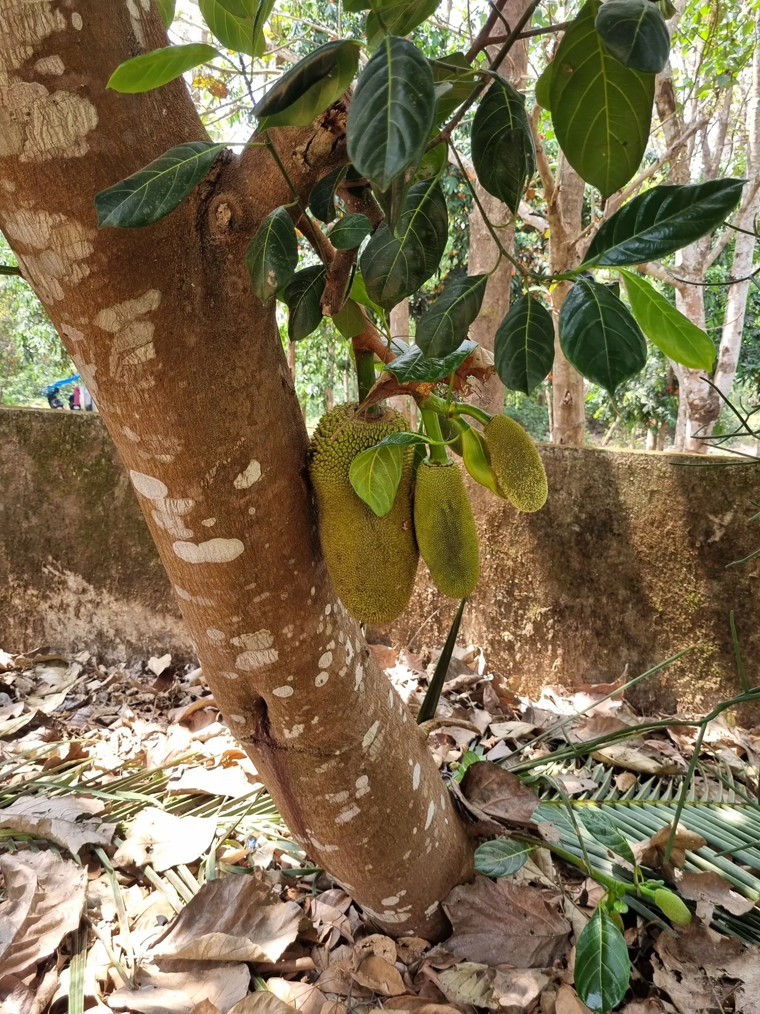Jackfruit (Artocarpus Heterophyllus) — The tree produces massive fruits, often weighing 10 to 50 pounds, with a bumpy, green exterior; tree with, image 82