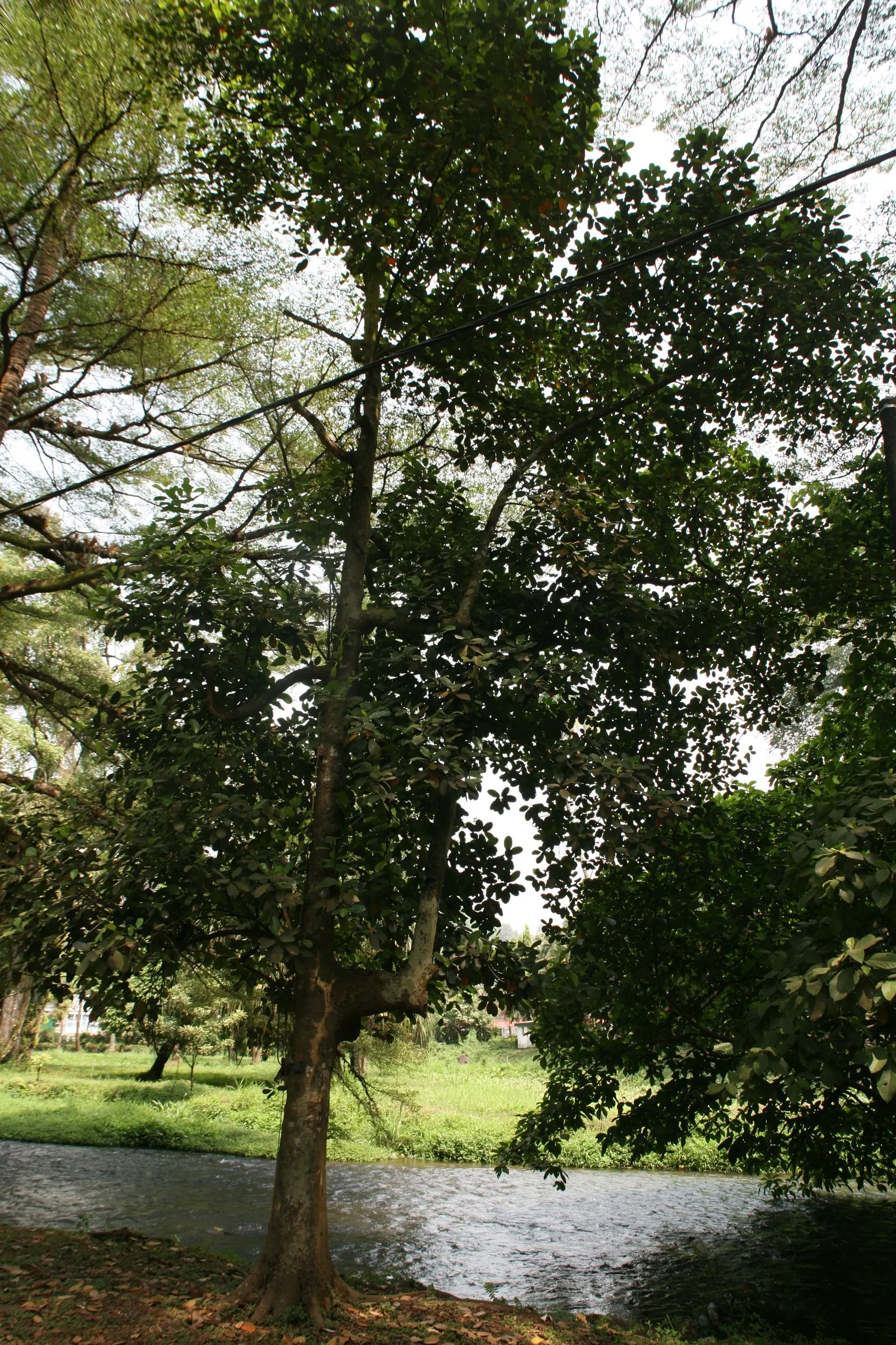 Jackfruit (Artocarpus Heterophyllus) — Jackfruit is noteworthy for its versatile