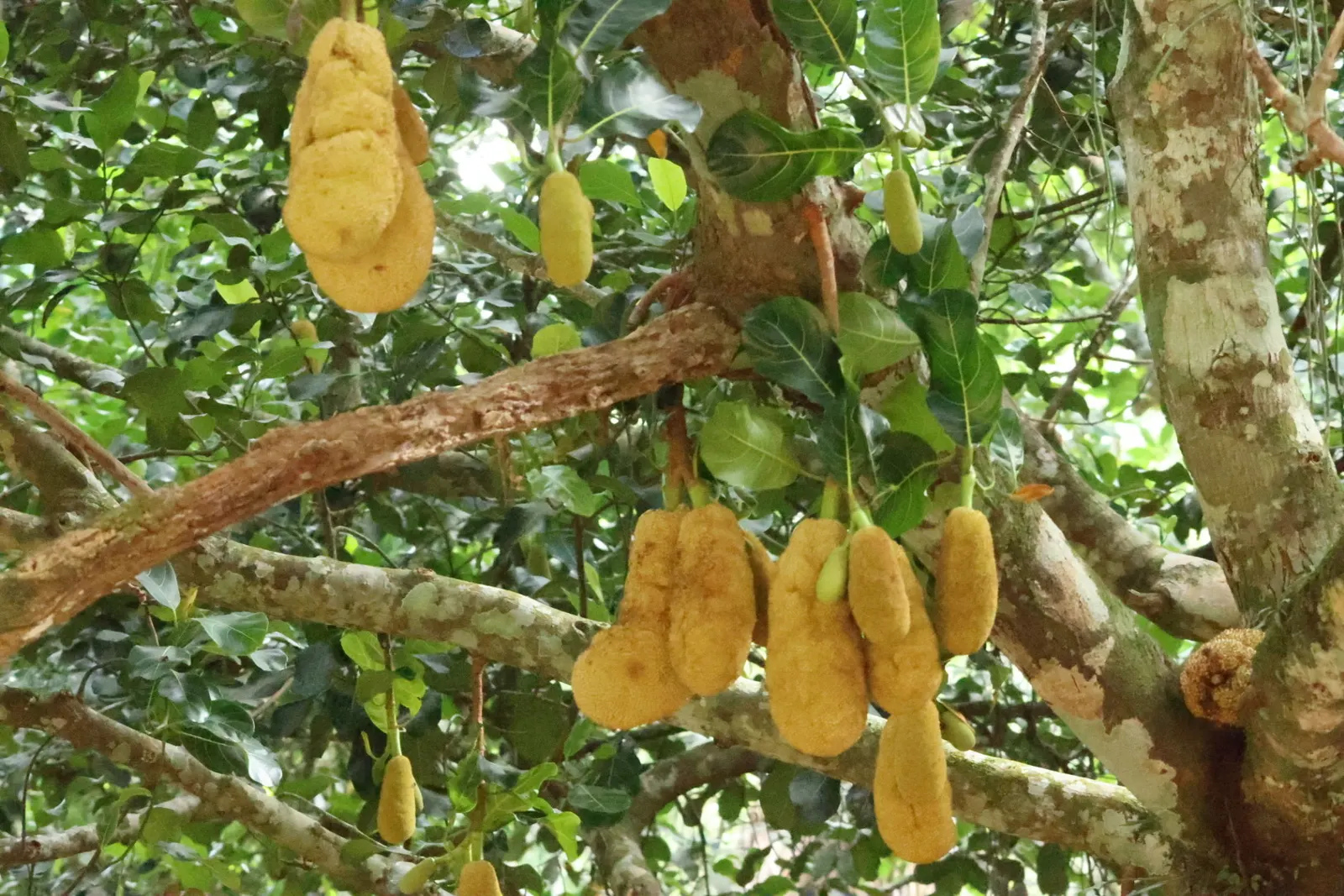 Jackfruit (Artocarpus Heterophyllus) — tree with green blooms; the massive jackfruit can weigh anywhere from 10 to 60 pounds and can grow up to 35, image 77