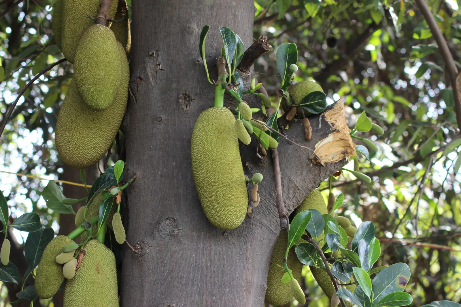 Jackfruit (Artocarpus Heterophyllus) — Reaching heights of up to 30 to 70 feet with a canopy spread up to 40 feet; its large, dramatic leaves, image 64