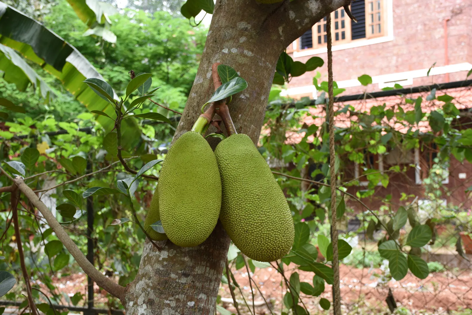 Jackfruit (Artocarpus Heterophyllus) — tree for full; and a unique talking point for guests, image 78