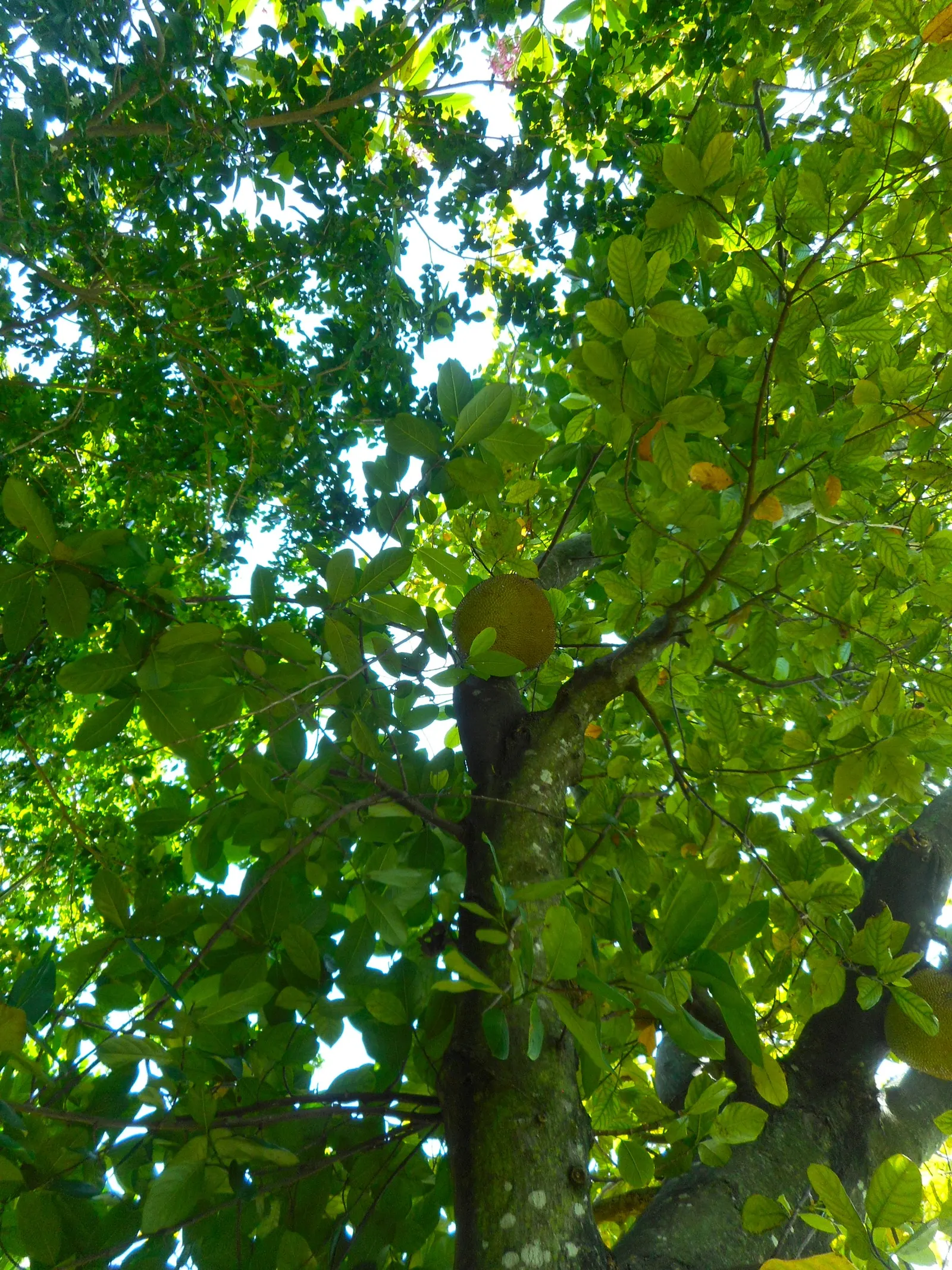 Jackfruit (Artocarpus Heterophyllus) — Its large, dramatic leaves, spanning 6 to 9 inches long, provide a lush canopy; often enjoyed in culinary dishes or