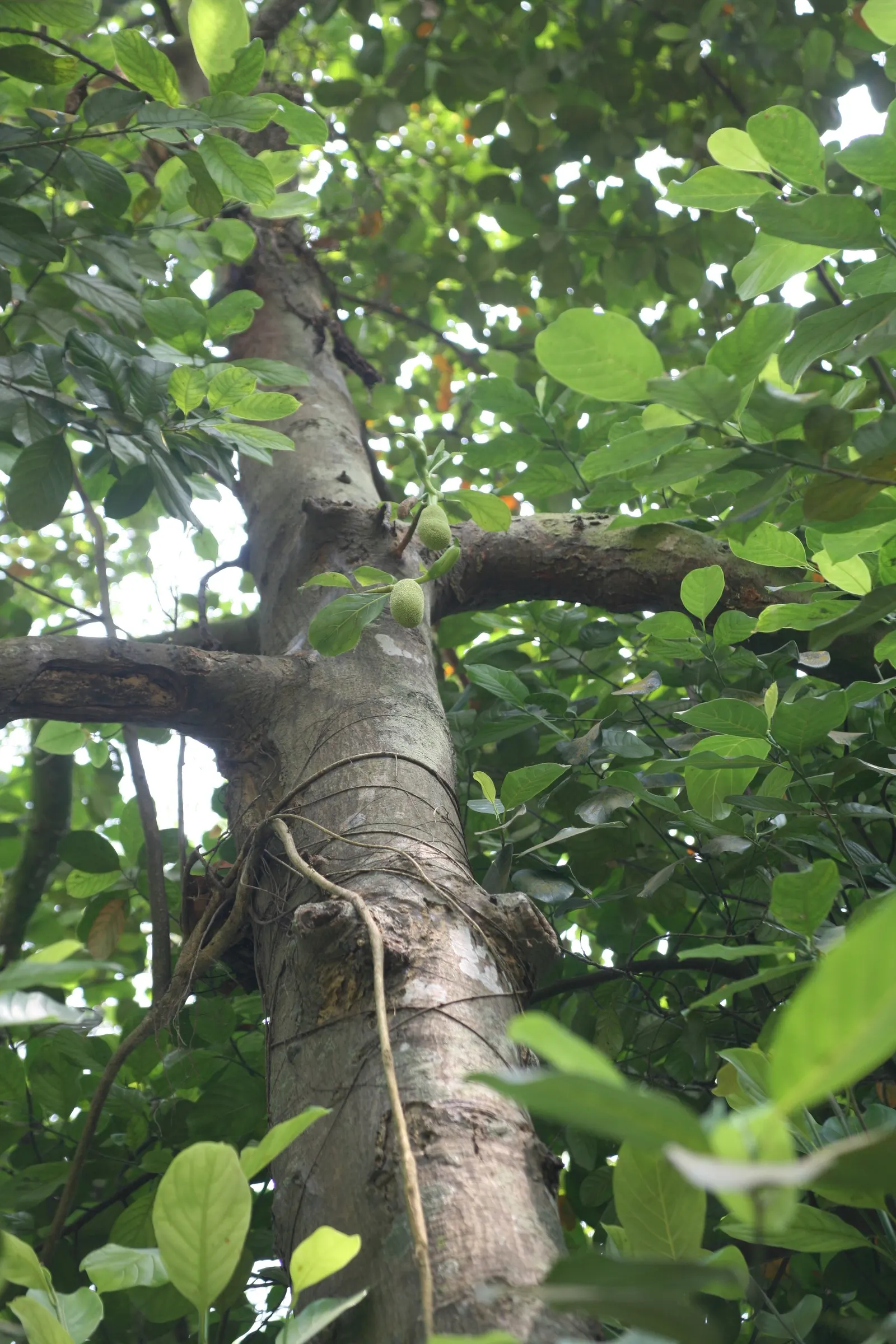 Jackfruit (Artocarpus Heterophyllus) — so space accordingly and be mindful of its extensive root system when planting near structures or pavement; leathery