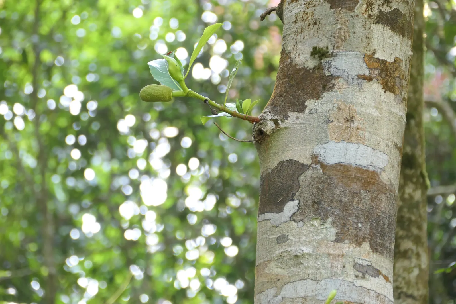 Jackfruit (Artocarpus Heterophyllus) — For optimal fruit production and healthy growth; when considering the incorporation of this magnificent, image 65