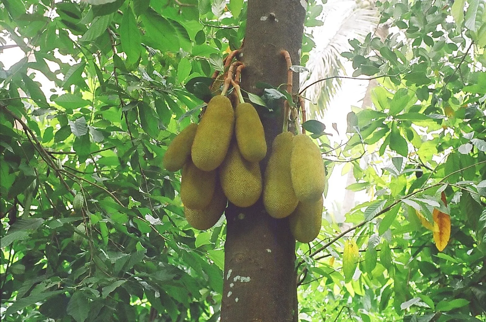 Jackfruit (Artocarpus Heterophyllus) — tree for full; and a unique talking point for guests