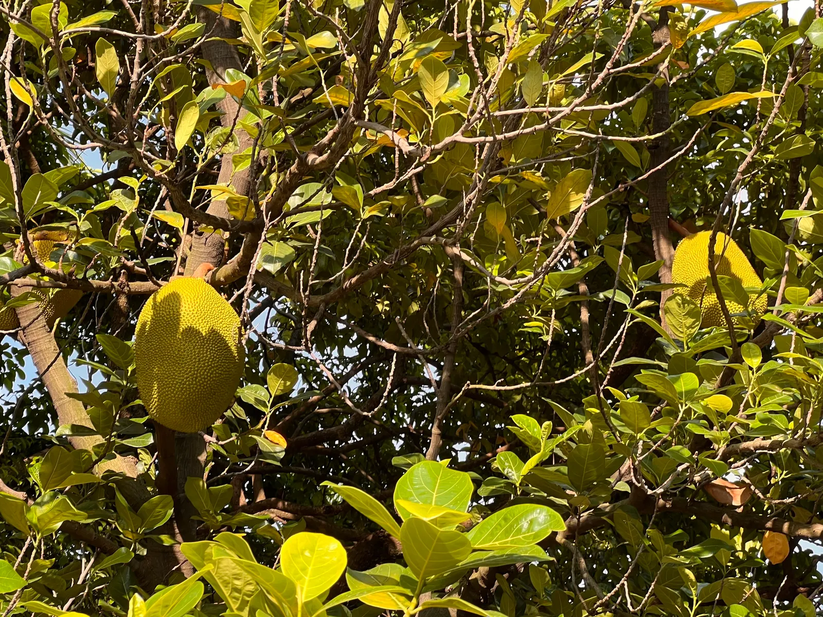Jackfruit (Artocarpus Heterophyllus) — Consideration must be given to its size