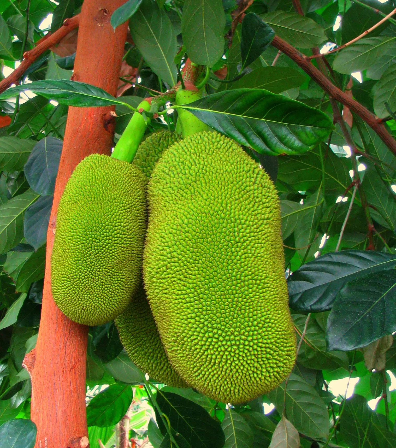 Jackfruit (Artocarpus Heterophyllus) — delectable fruit and strikingly beautiful foliage; the Jackfruit (Artocarpus heterophyllus) is an exotic, image 87