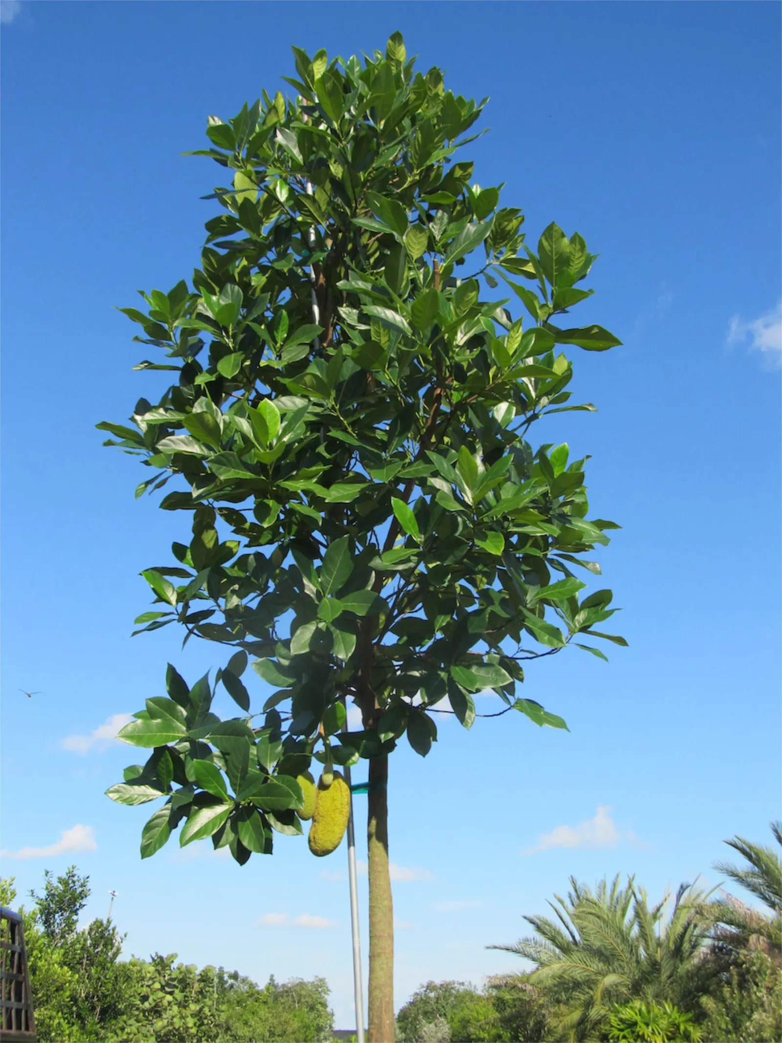 Jackfruit (Artocarpus Heterophyllus) — delectable fruit and strikingly beautiful foliage; the Jackfruit (Artocarpus heterophyllus) is an exotic, image 61
