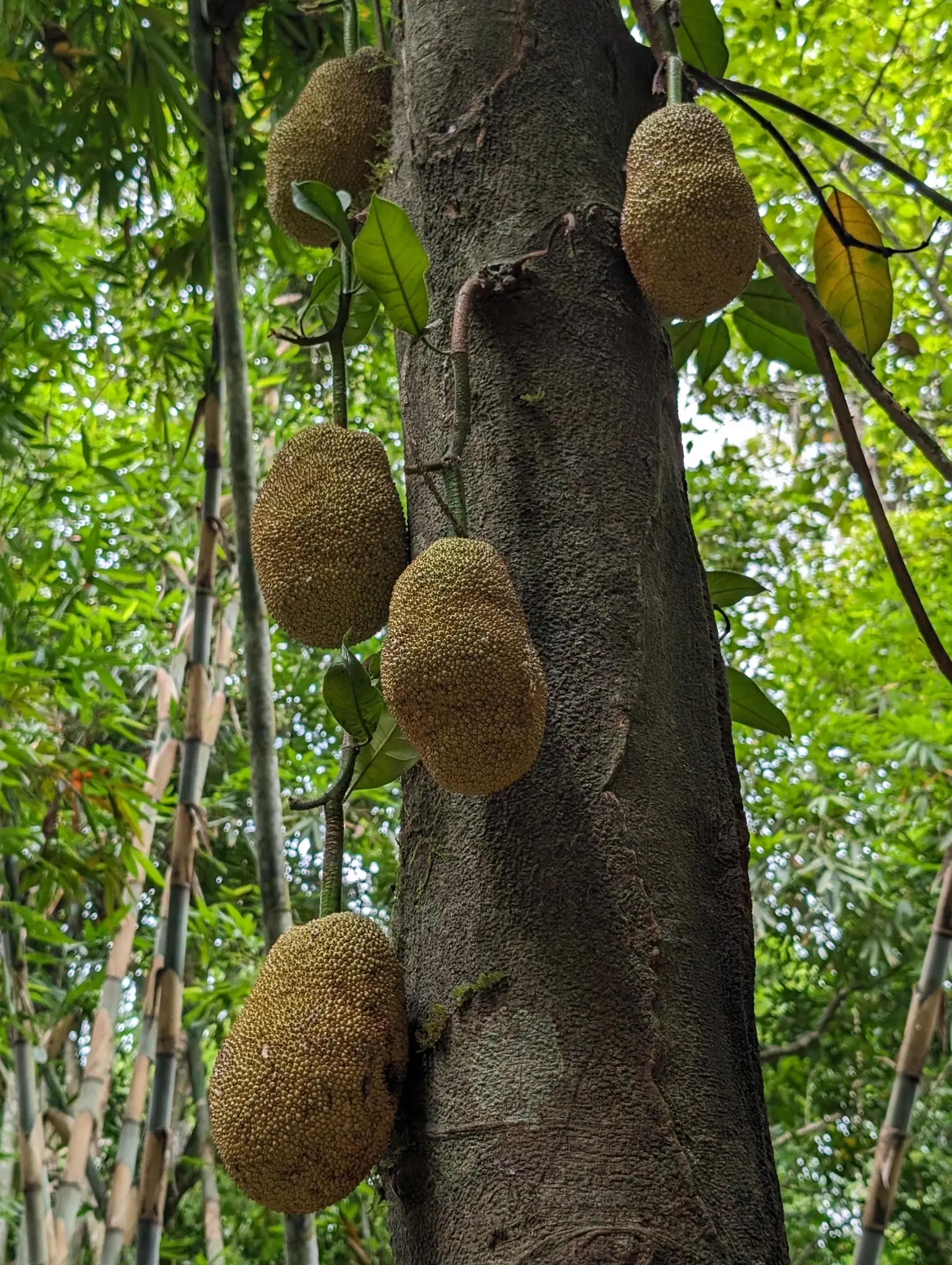 Jackfruit (Artocarpus Heterophyllus) — Consideration must be given to its size; which can be used in various culinary applications
