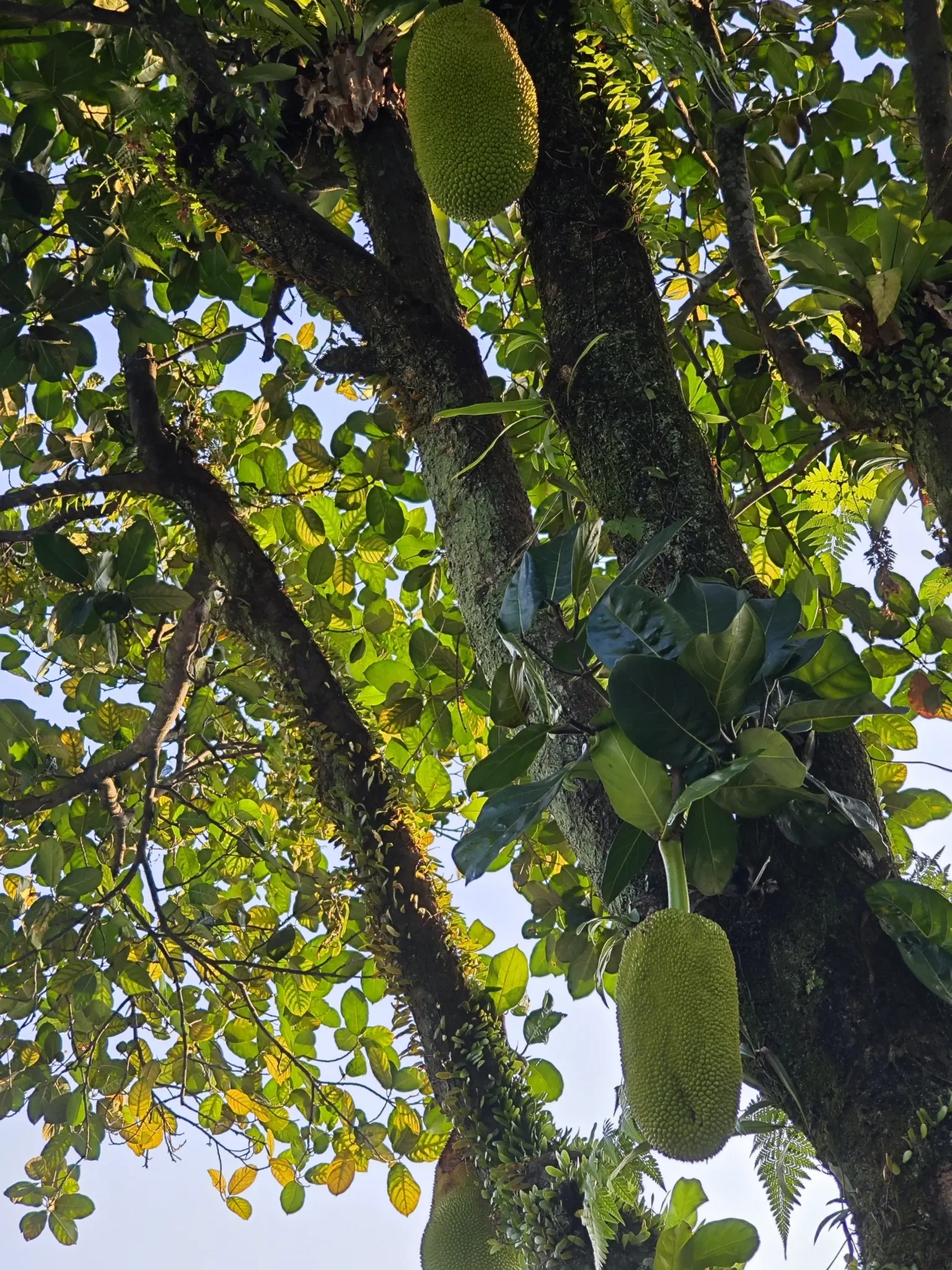 Jackfruit (Artocarpus Heterophyllus) — delectable fruit and strikingly beautiful foliage