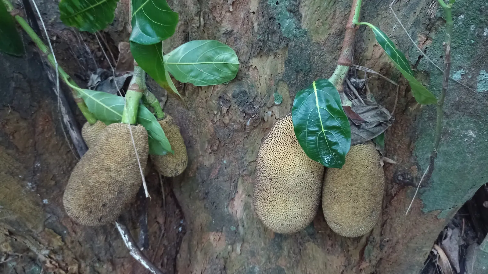 Jackfruit (Artocarpus Heterophyllus) — it serves as a focal point specimen or as part of a tropical-themed garden