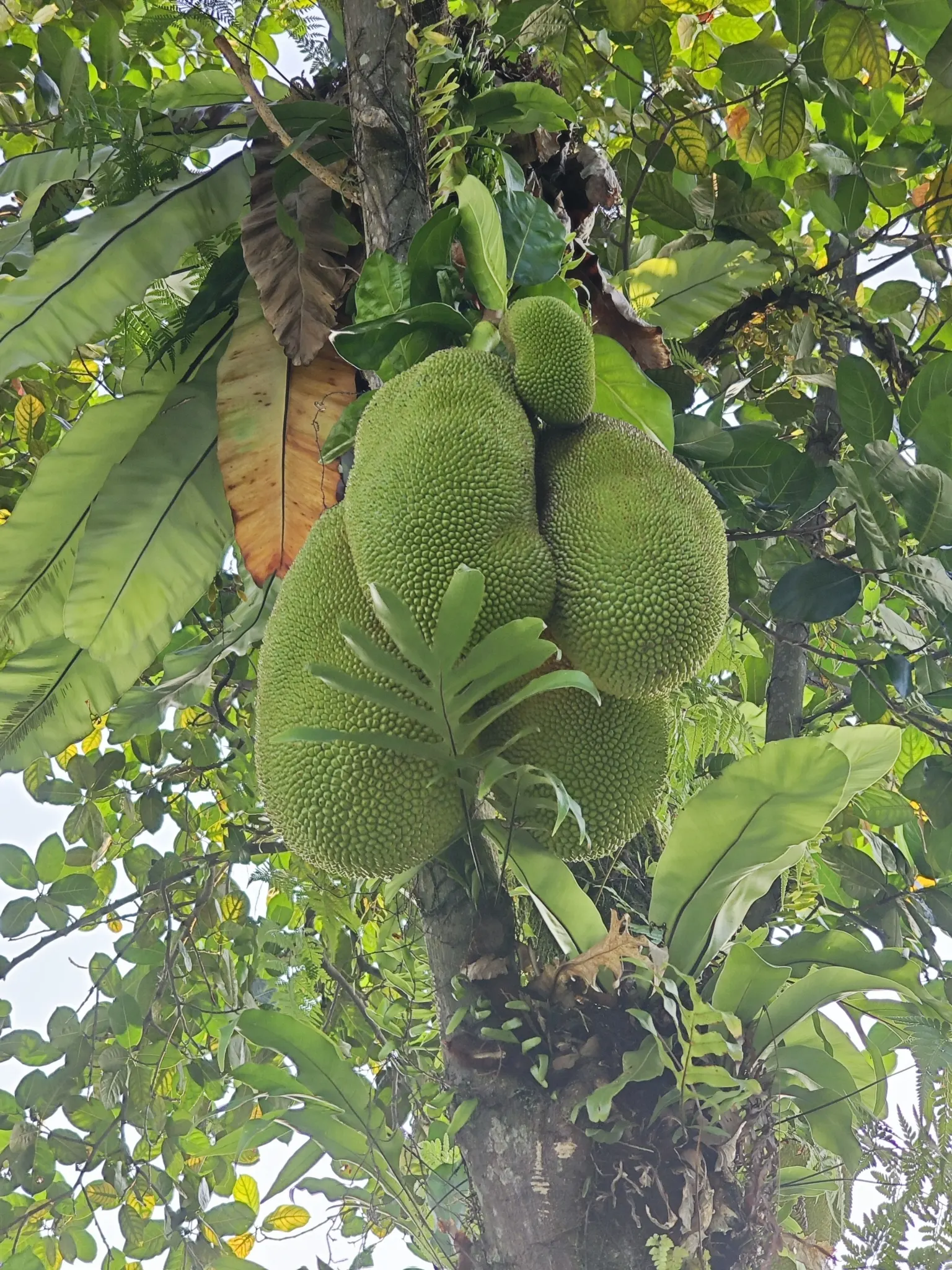 Jackfruit (Artocarpus Heterophyllus) — Introducing the Jackfruit tree to a garden adds both aesthetic appeal and functional value; so space accordingly and be