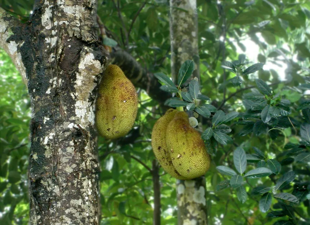 Jackfruit (Artocarpus Heterophyllus) — Reaching heights of up to 30 to 70 feet with a canopy spread up to 40 feet