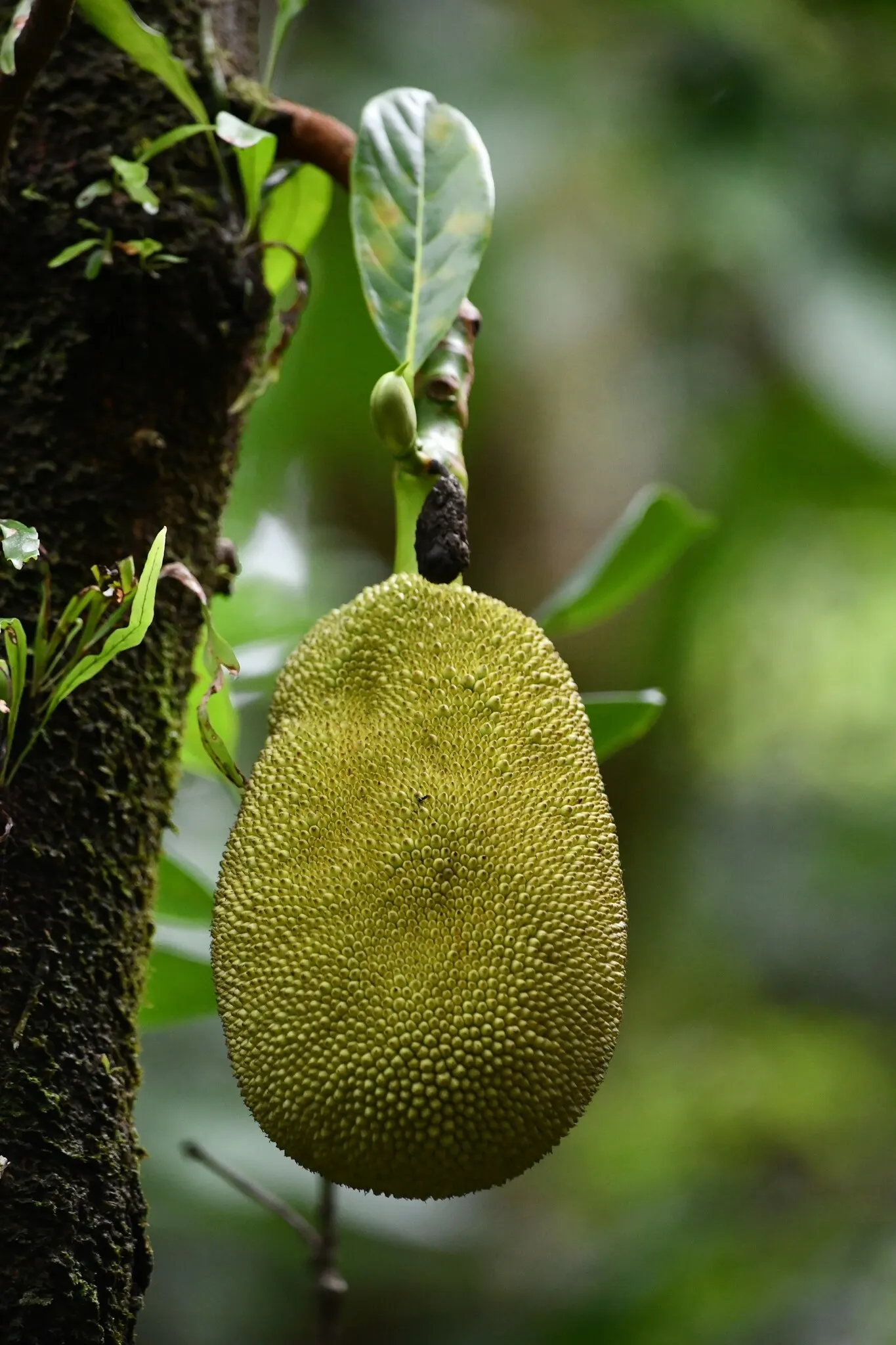 Jackfruit (Artocarpus Heterophyllus) — it is important to note its substantial growth potential; introducing the Jackfruit tree to a garden adds, image 89