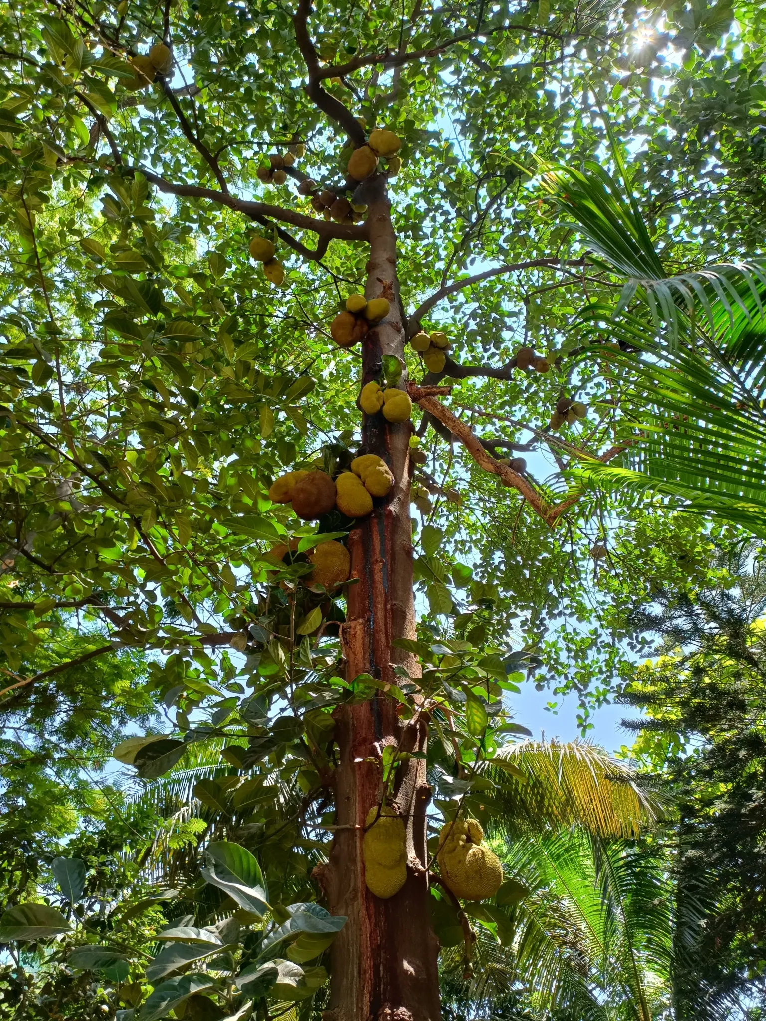 Jackfruit (Artocarpus Heterophyllus) — Its large, dramatic leaves, spanning 6 to 9 inches long, provide a lush canopy; often enjoyed in culinary, image 55