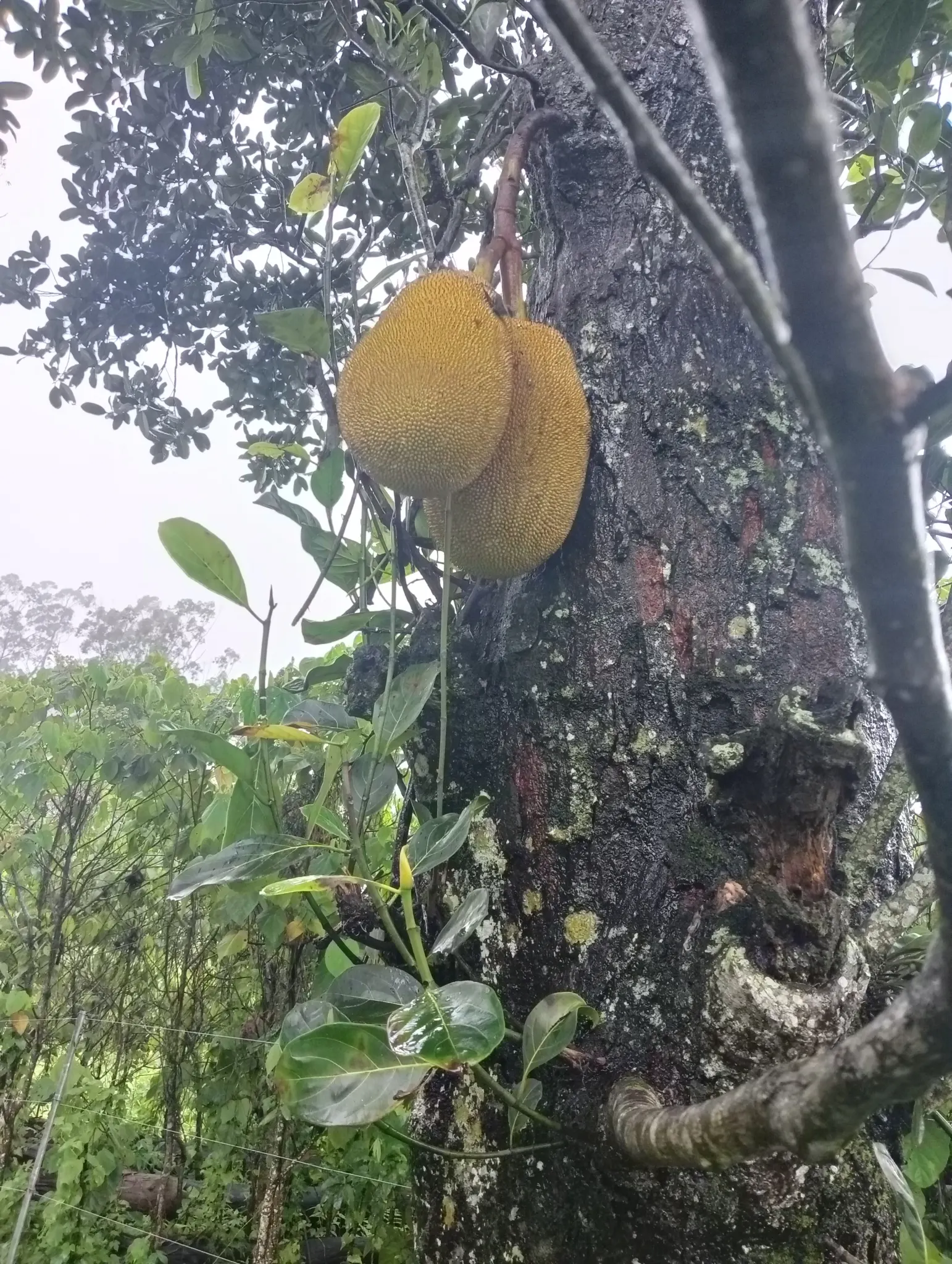 Jackfruit (Artocarpus Heterophyllus) — leathery leaves that can measure up to 9 inches long