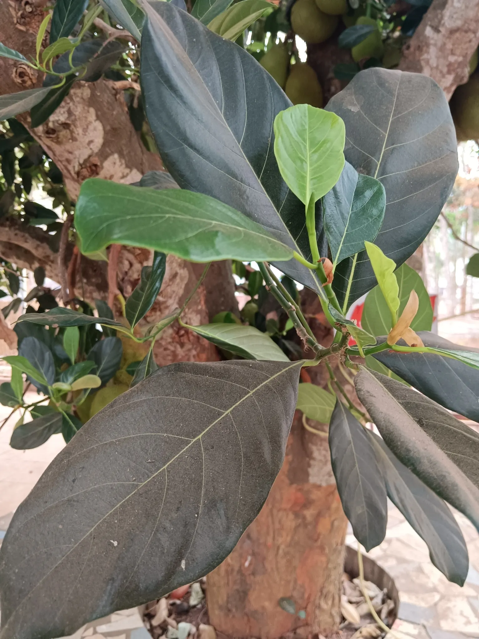 Jackfruit (Artocarpus Heterophyllus) — which can be used in various culinary applications; consideration must be given to its size