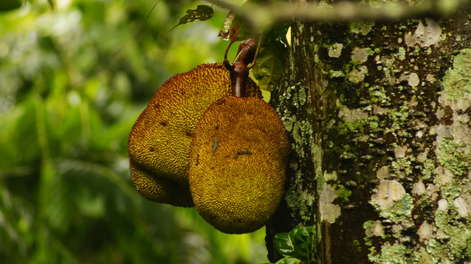 Jackfruit (Artocarpus Heterophyllus) — its flesh is sweet and aromatic; reaching heights of up to 30 to 70 feet with a canopy spread up to 40 feet