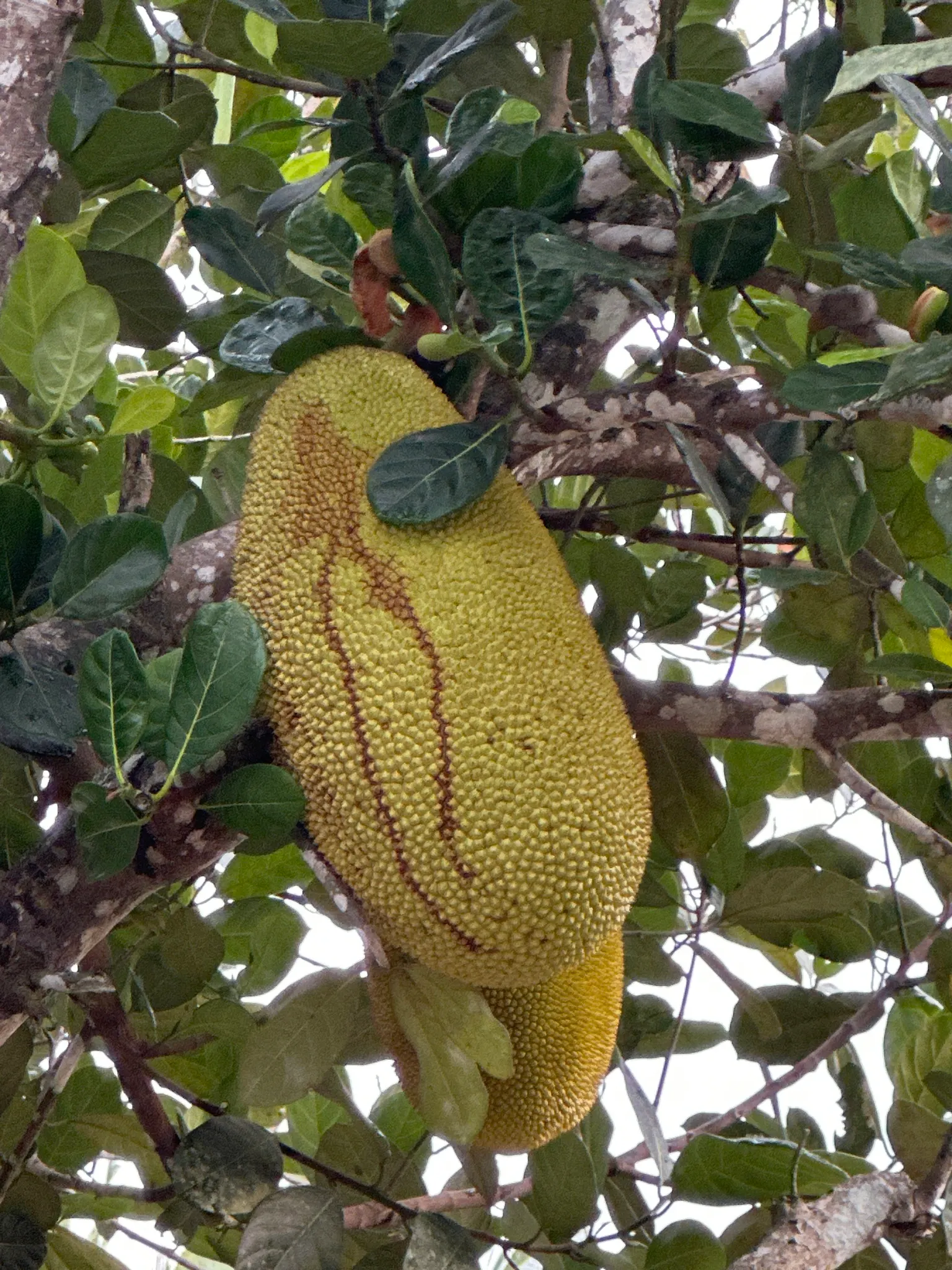 Jackfruit (Artocarpus Heterophyllus) — These provide a lush backdrop for its most notable feature - the fruit; green flowers in the garden