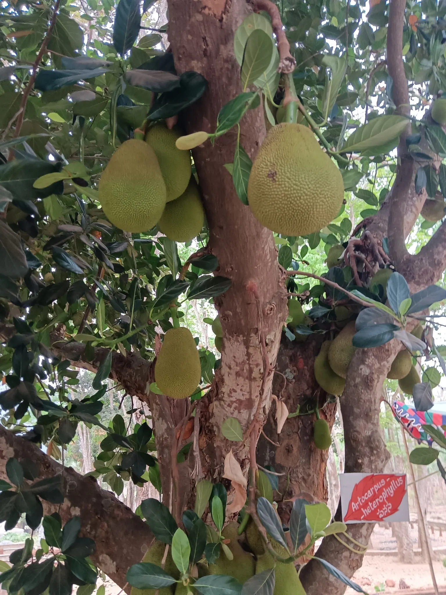 Jackfruit (Artocarpus Heterophyllus) — is a tropical evergreen that can reach up to 80 feet tall; it is important to note its substantial growth, image 54