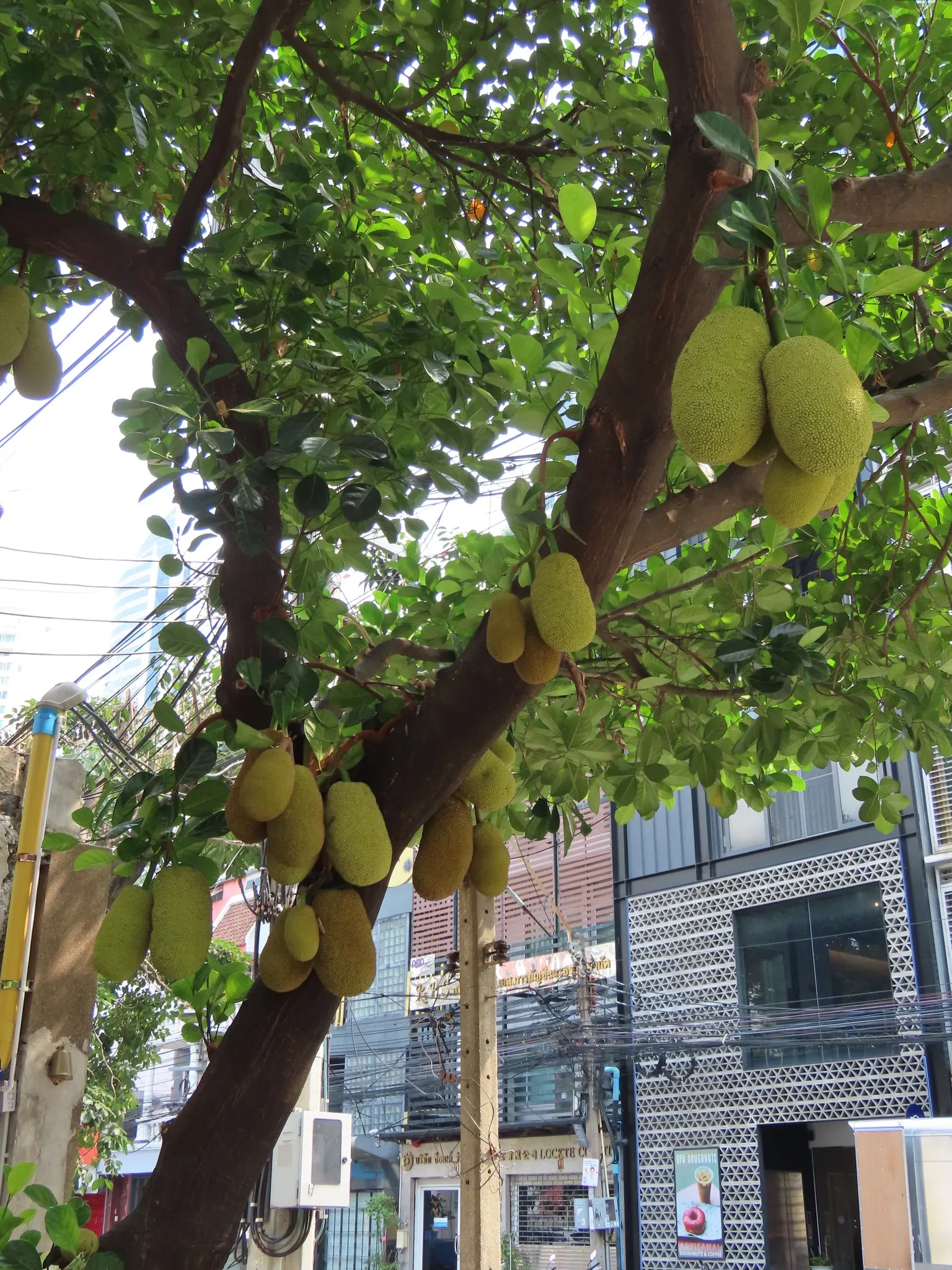 Jackfruit (Artocarpus Heterophyllus) — When considering the incorporation of this magnificent species into a landscape design; these provide a lush backdrop