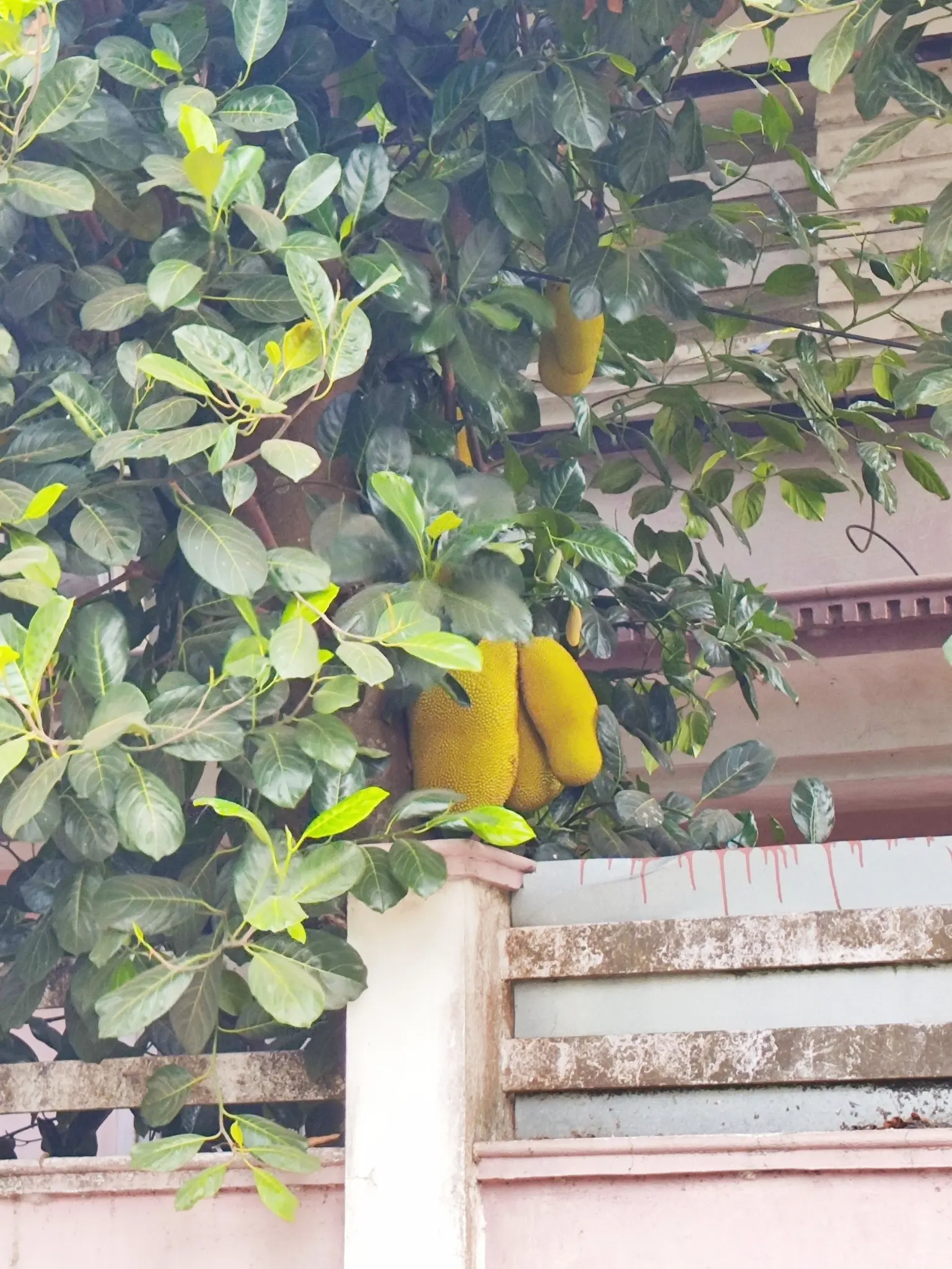 Jackfruit (Artocarpus Heterophyllus) — The tree produces massive fruits, often weighing 10 to 50 pounds, with a bumpy, green exterior; tree with, image 56