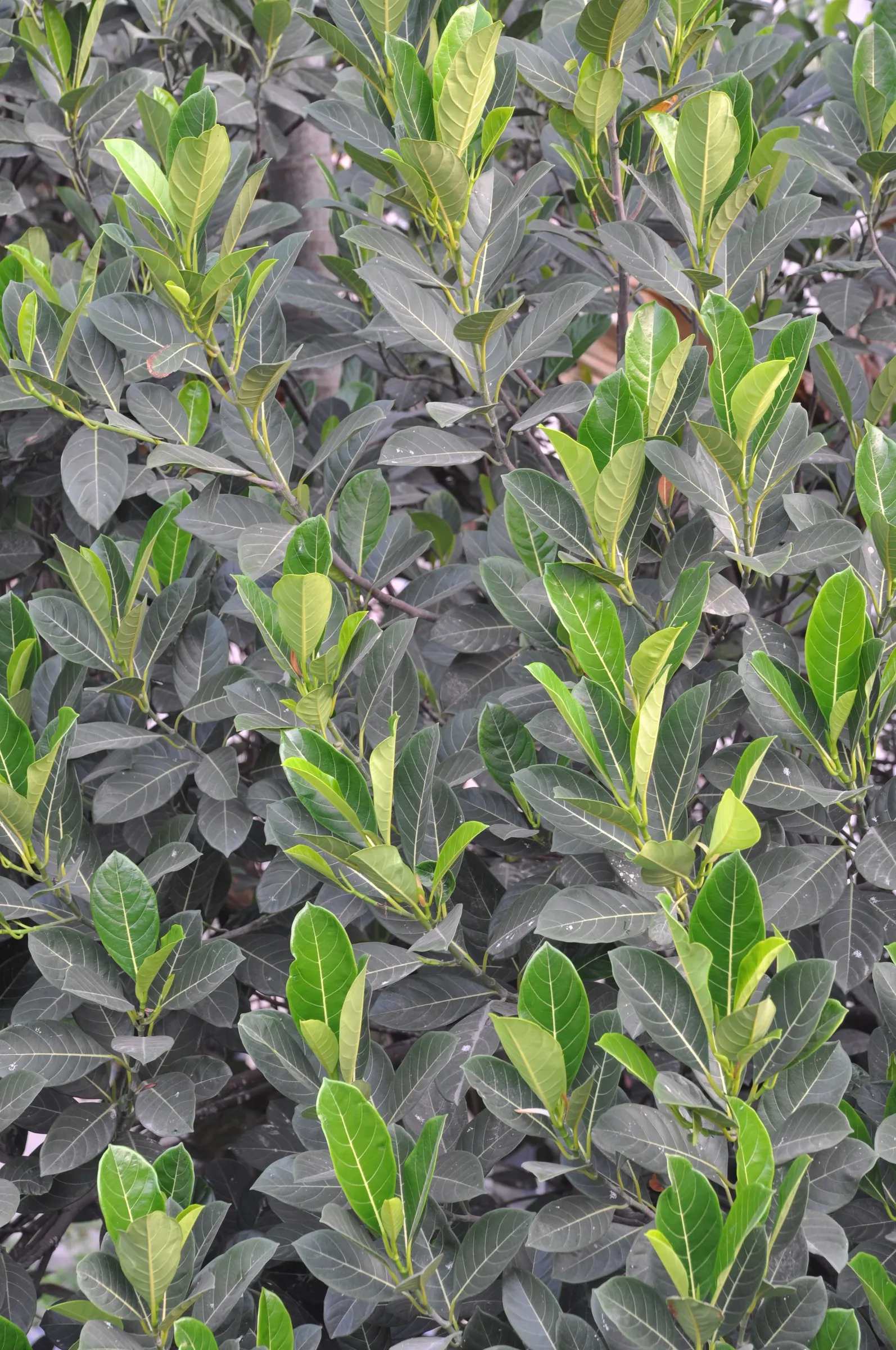 Jackfruit (Artocarpus Heterophyllus) — Reaching heights of up to 30 to 70 feet with a canopy spread up to 40 feet; its large, dramatic leaves, image 90