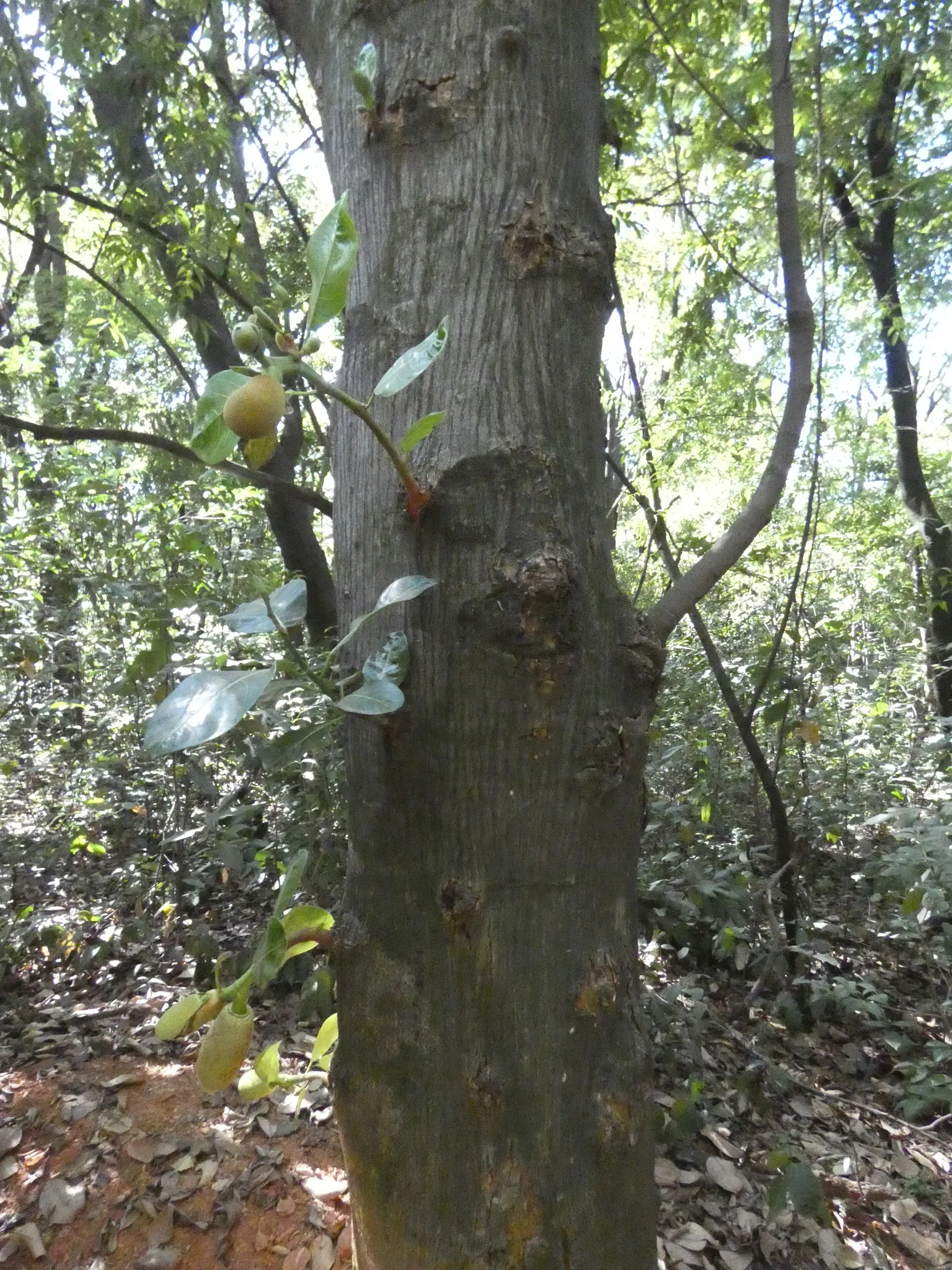 Jackfruit (Artocarpus Heterophyllus) — The massive jackfruit can weigh anywhere from 10 to 60 pounds and can grow up to 35 inches in length