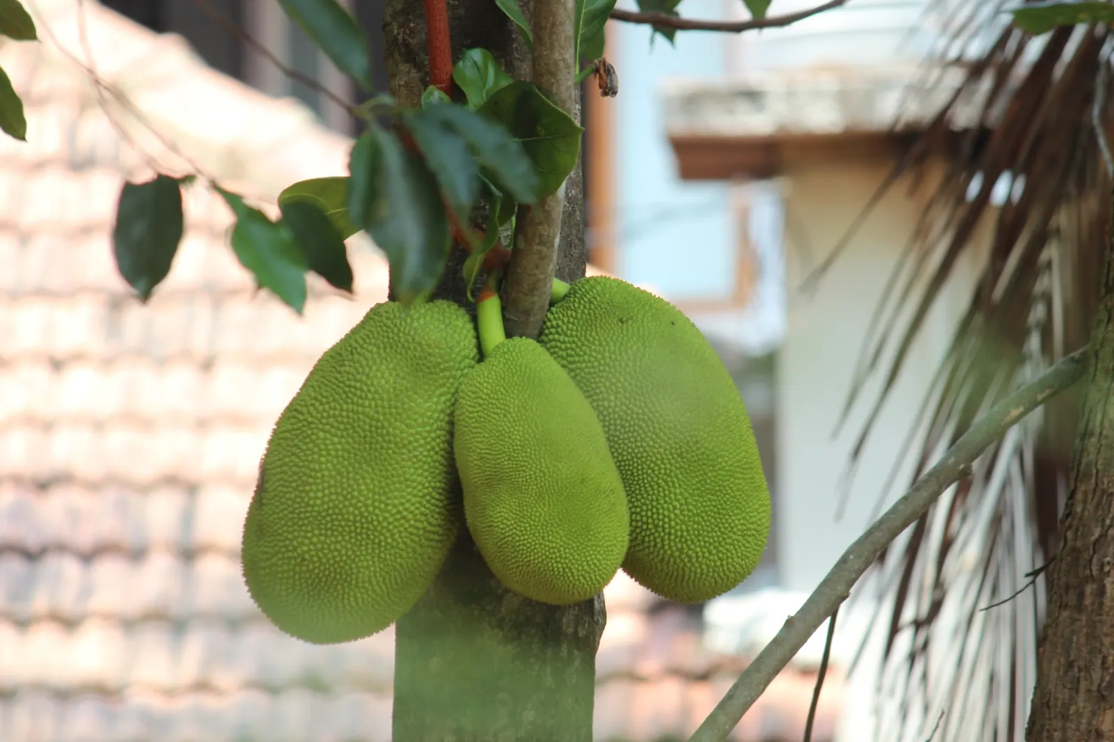 Jackfruit (Artocarpus Heterophyllus) — often enjoyed in culinary dishes or raw.<br><br>In landscaping