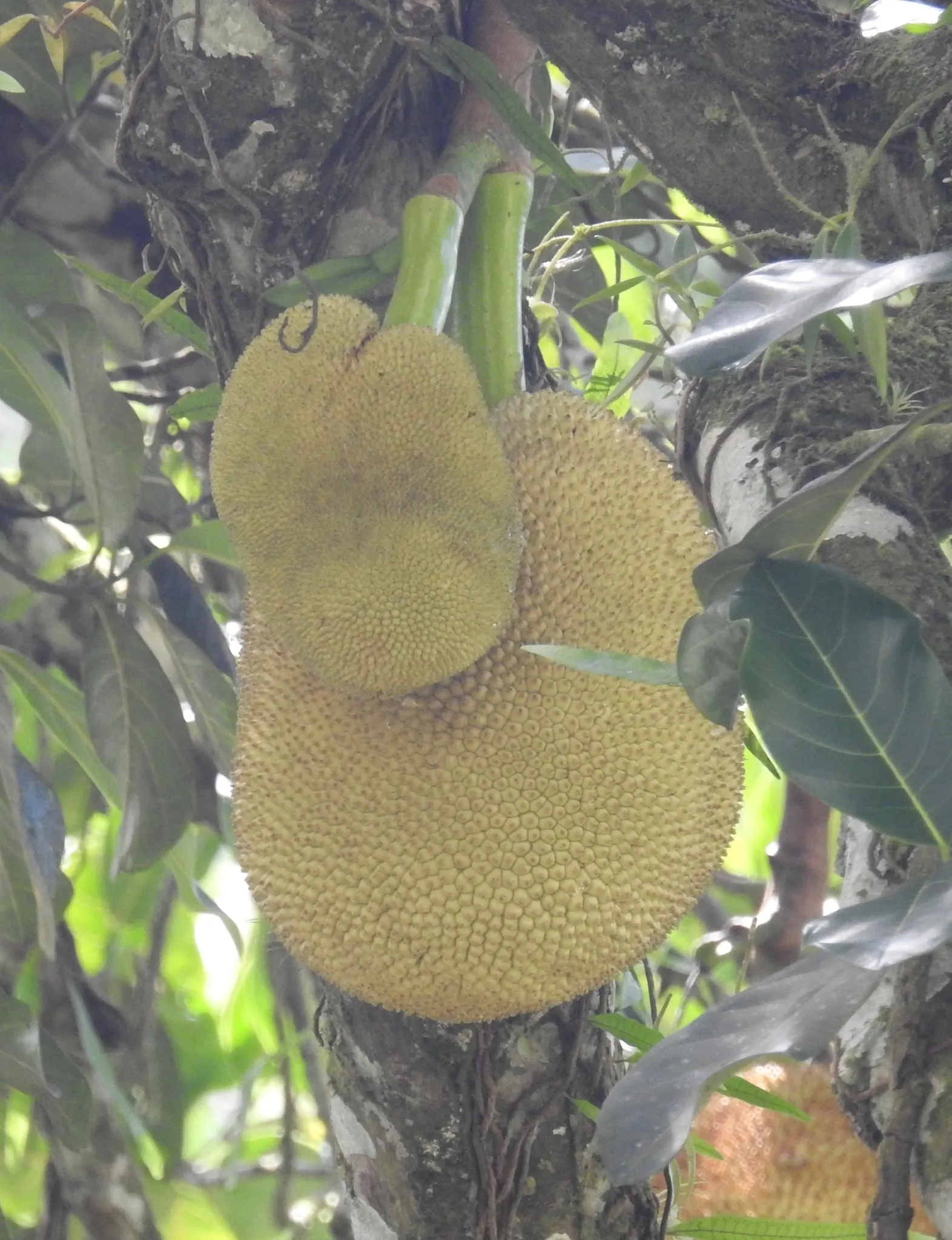 Jackfruit (Artocarpus Heterophyllus) — and a unique talking point for guests; is a tropical evergreen that can reach up to 80 feet tall, image 75