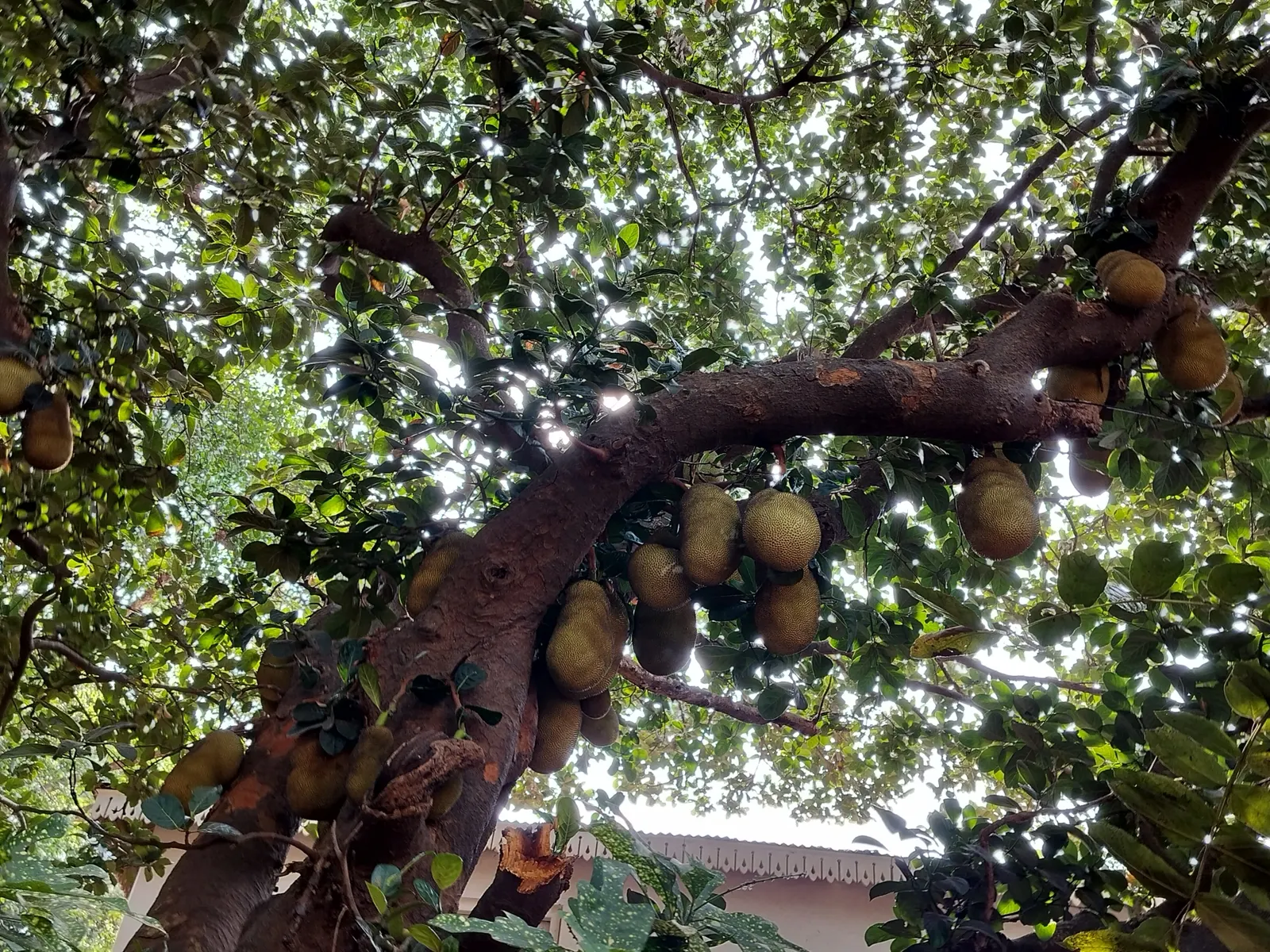 Jackfruit (Artocarpus Heterophyllus) — which can be used in various culinary applications; consideration must be given to its size, image 59