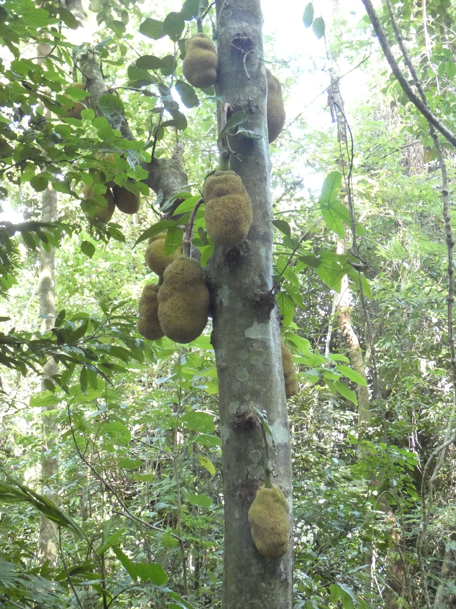 Jackfruit (Artocarpus Heterophyllus) — When considering the incorporation of this magnificent species into a landscape design; these provide a lush, image 62