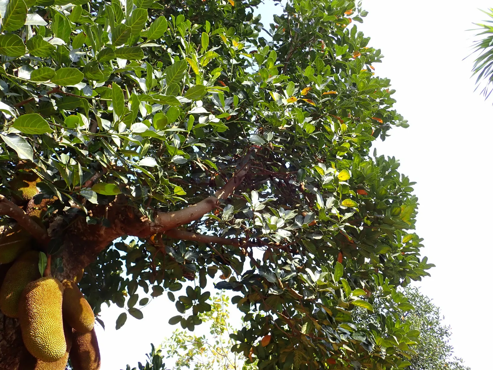 Jackfruit (Artocarpus Heterophyllus) — commonly known as Jackfruit; the tree produces massive fruits, often weighing 10 to 50 pounds, with a bumpy, image 79