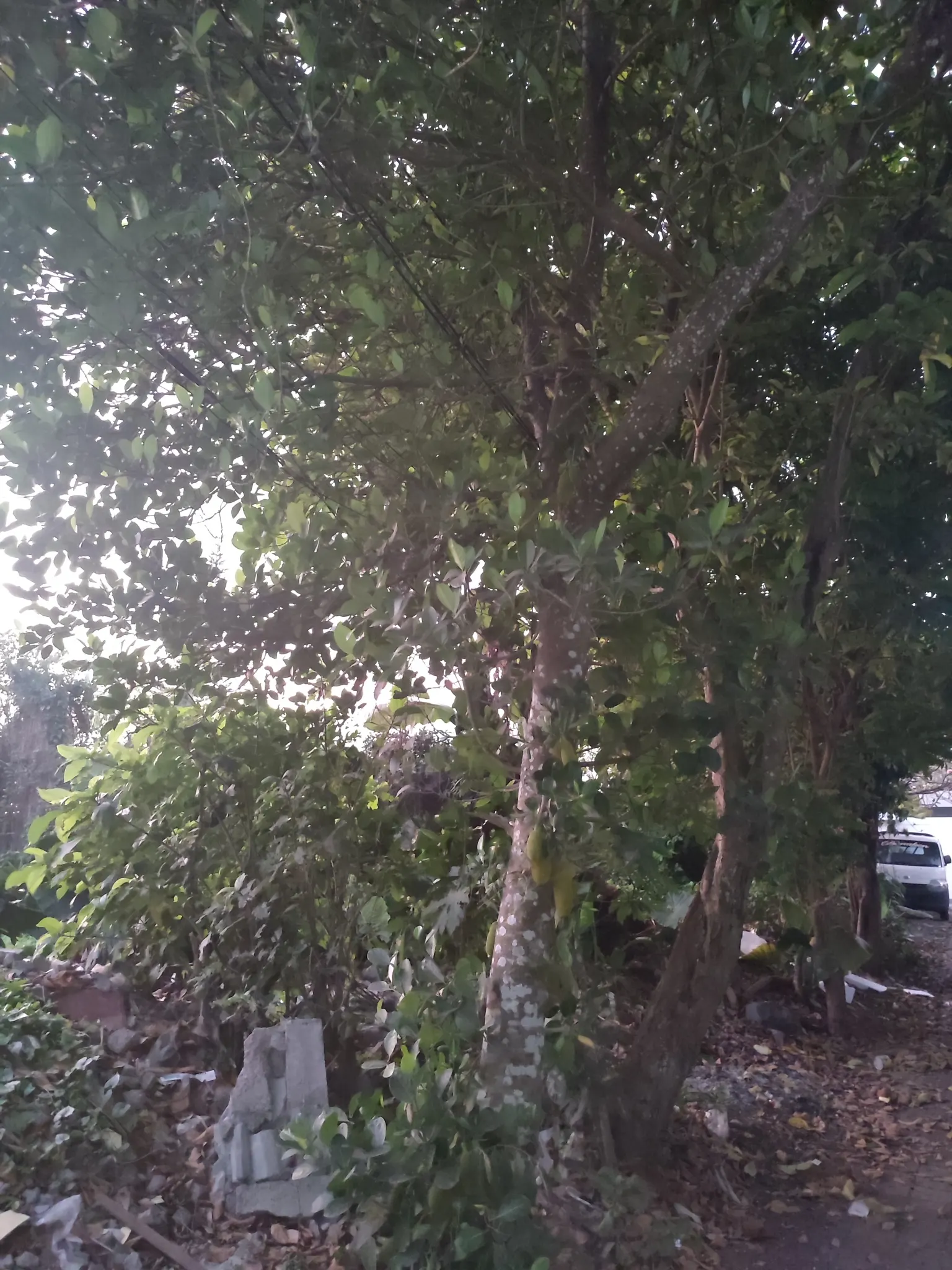 Jackfruit (Artocarpus Heterophyllus) — leathery leaves that can measure up to 9 inches long; its flesh is sweet and aromatic