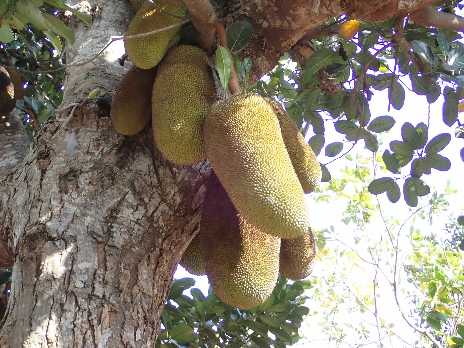 Jackfruit (Artocarpus Heterophyllus) — is a tropical evergreen that can reach up to 80 feet tall; it is important to note its substantial growth potential
