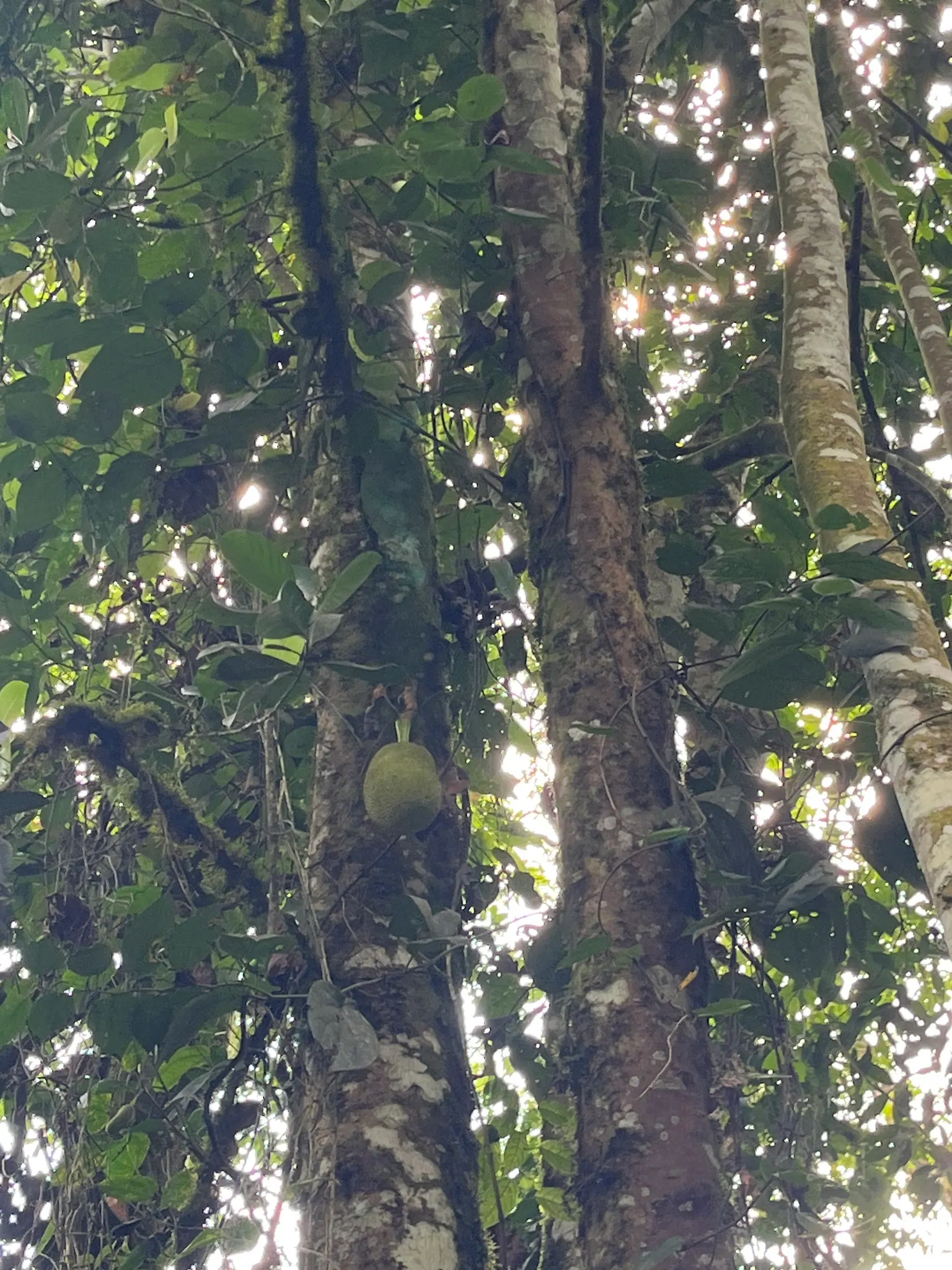 Jackfruit (Artocarpus Heterophyllus) — often enjoyed in culinary dishes or raw.<br><br>In landscaping; it serves as a focal point specimen or as, image 70