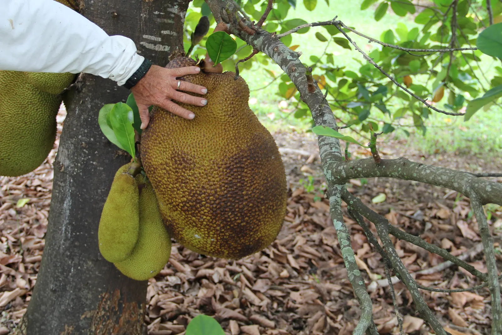 Jackfruit (Artocarpus Heterophyllus) — The Jackfruit (Artocarpus heterophyllus) is an exotic tropical tree renowned for its enormous; commonly, image 86
