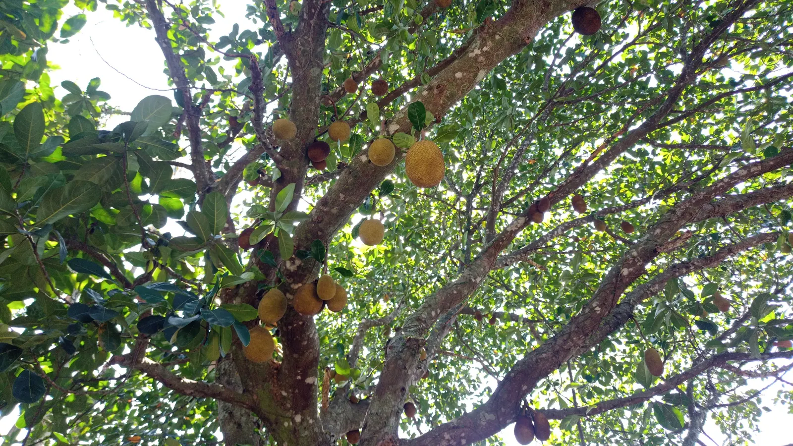 Jackfruit (Artocarpus Heterophyllus) — The Jackfruit (Artocarpus heterophyllus) is an exotic tropical tree renowned for its enormous; commonly known as