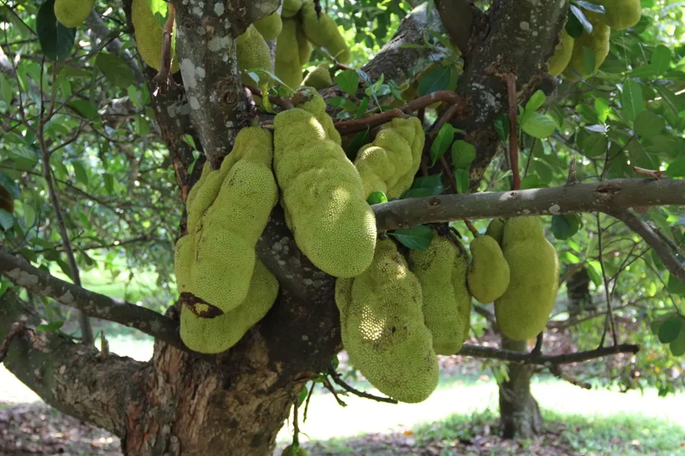 Jackfruit (Artocarpus Heterophyllus) — The massive jackfruit can weigh anywhere from 10 to 60 pounds and can grow up to 35 inches in length; prefers, image 68