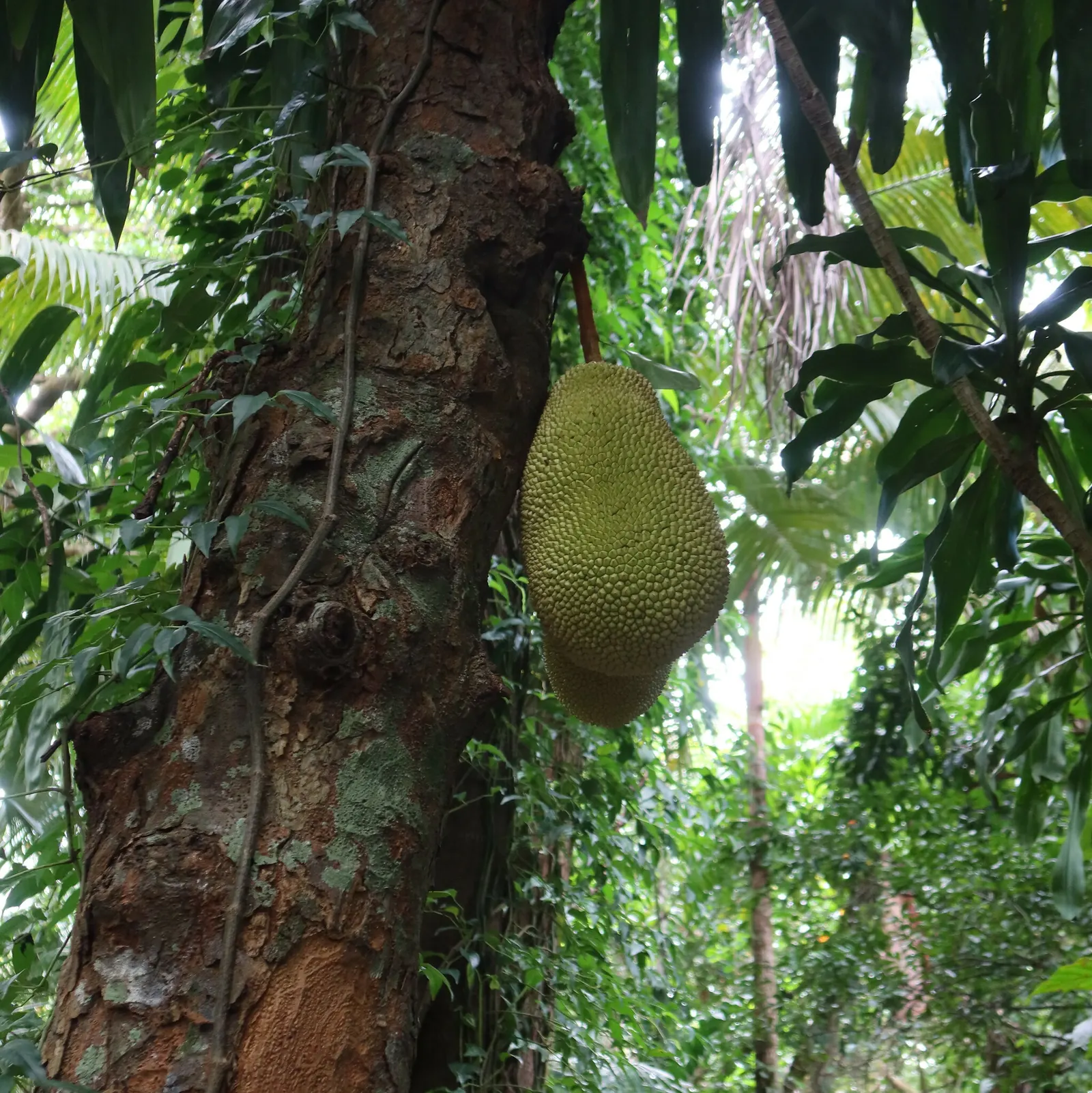 Jackfruit (Artocarpus Heterophyllus) — Its large, dramatic leaves, spanning 6 to 9 inches long, provide a lush canopy