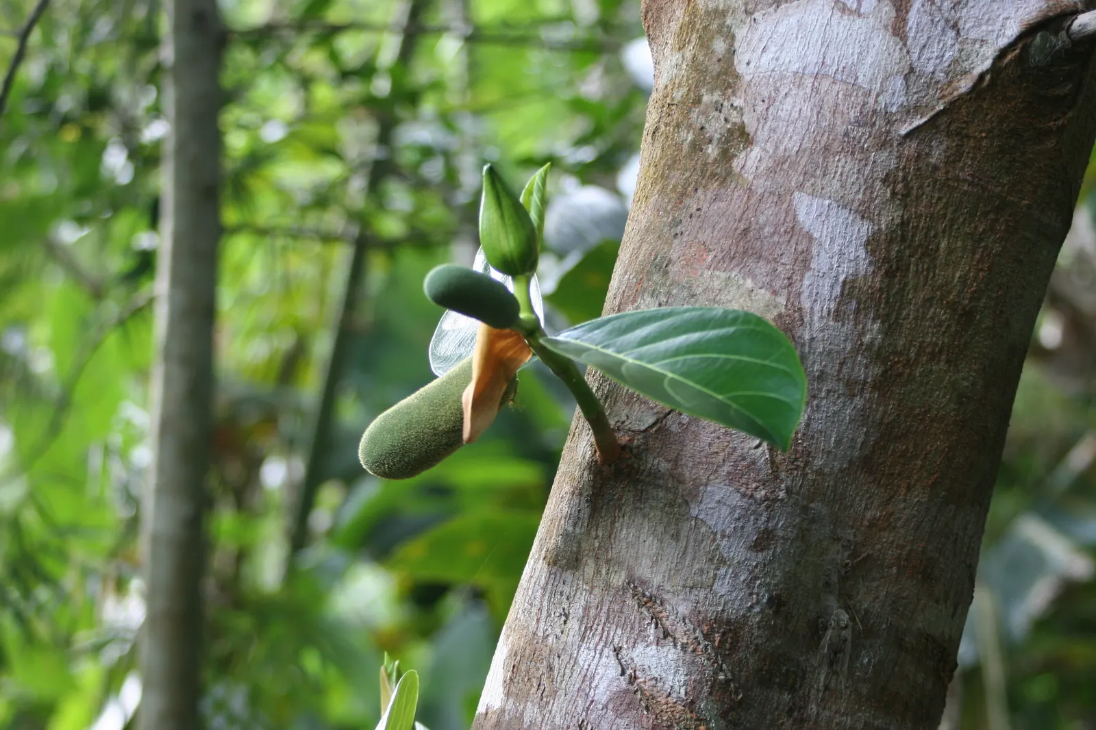 Jackfruit (Artocarpus Heterophyllus) — commonly known as Jackfruit