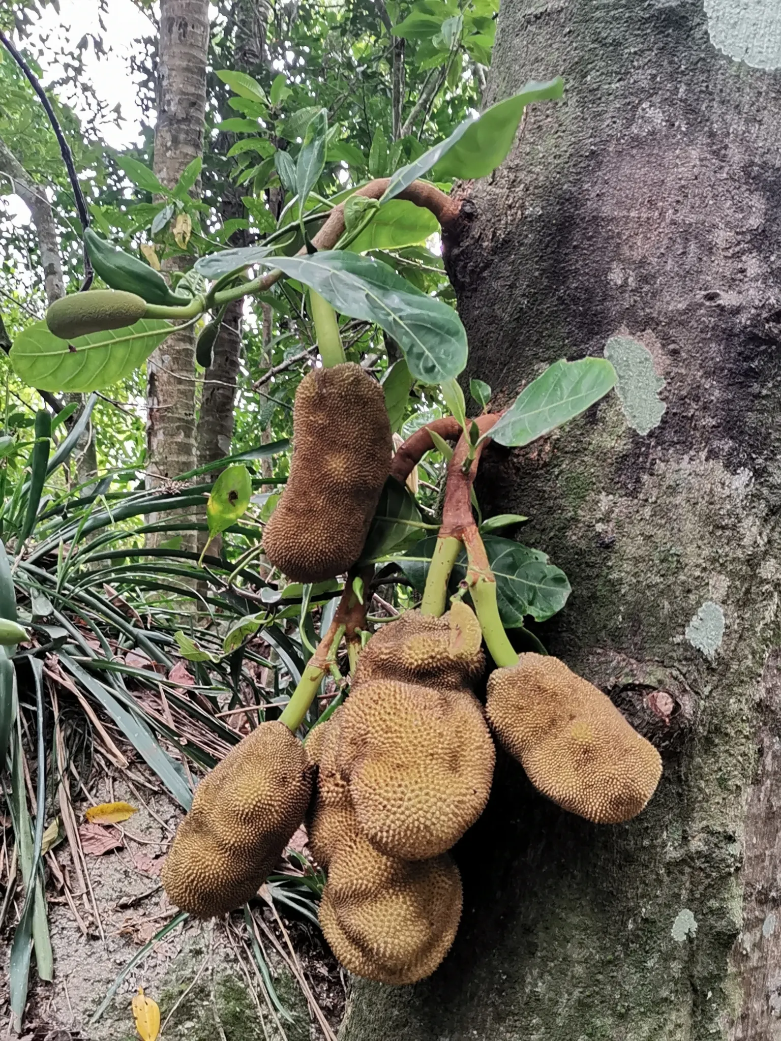 Jackfruit (Artocarpus Heterophyllus) — tree for full