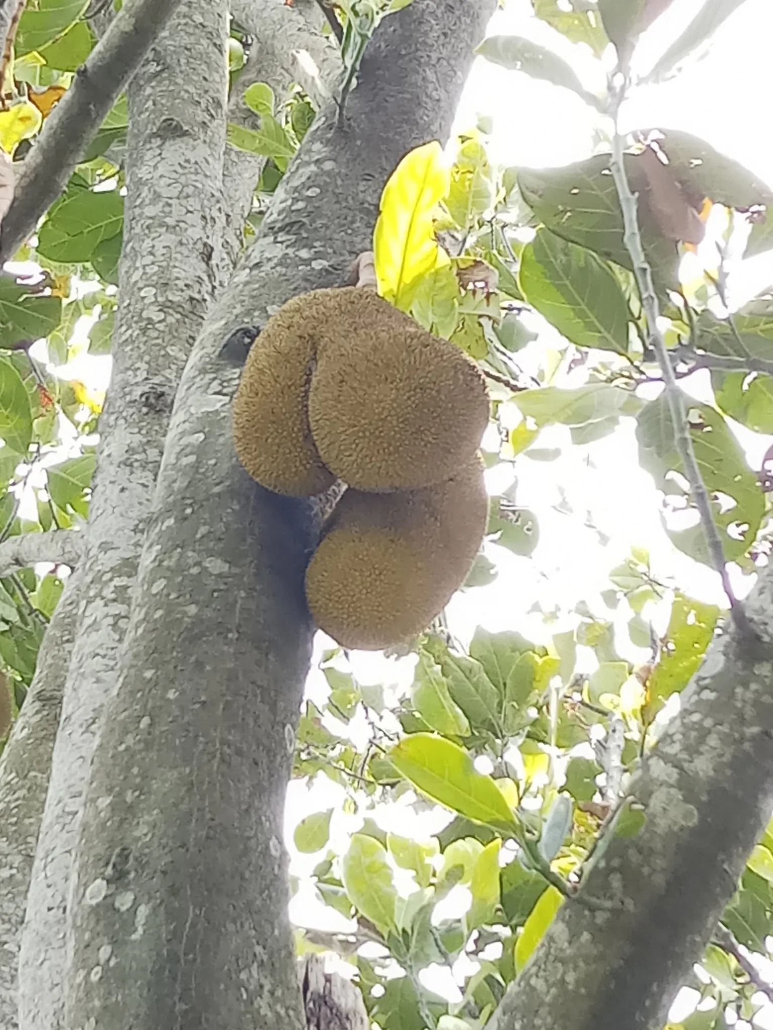 Jackfruit (Artocarpus Heterophyllus) — which can be used in various culinary applications; consideration must be given to its size, image 85