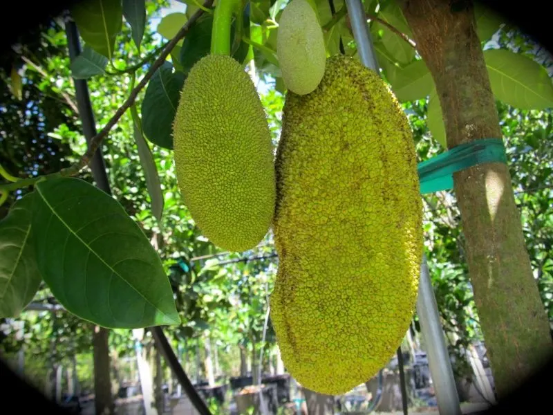 Jackfruit (Artocarpus Heterophyllus) — green flowers in the garden; delectable fruit and strikingly beautiful foliage, image 76